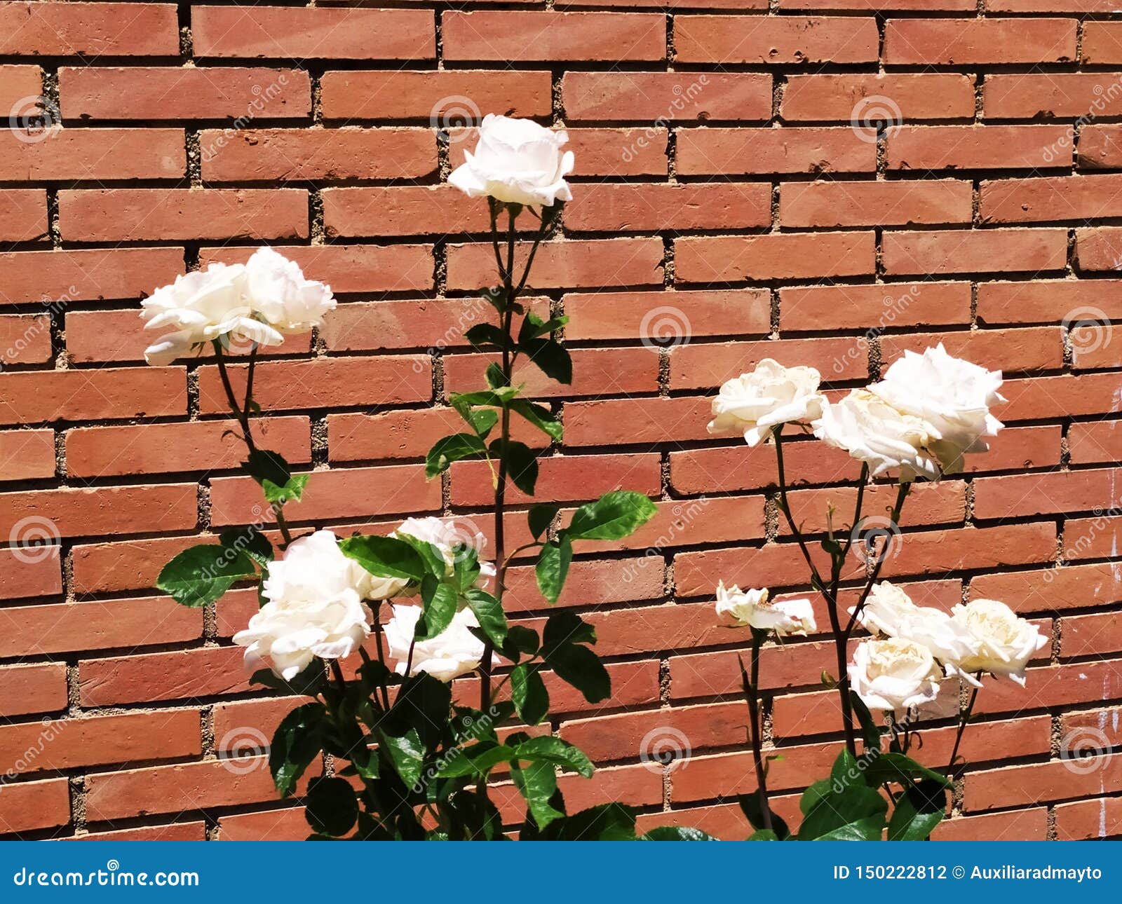 White roses and brick wall stock photo. Image of fragrance 150222812