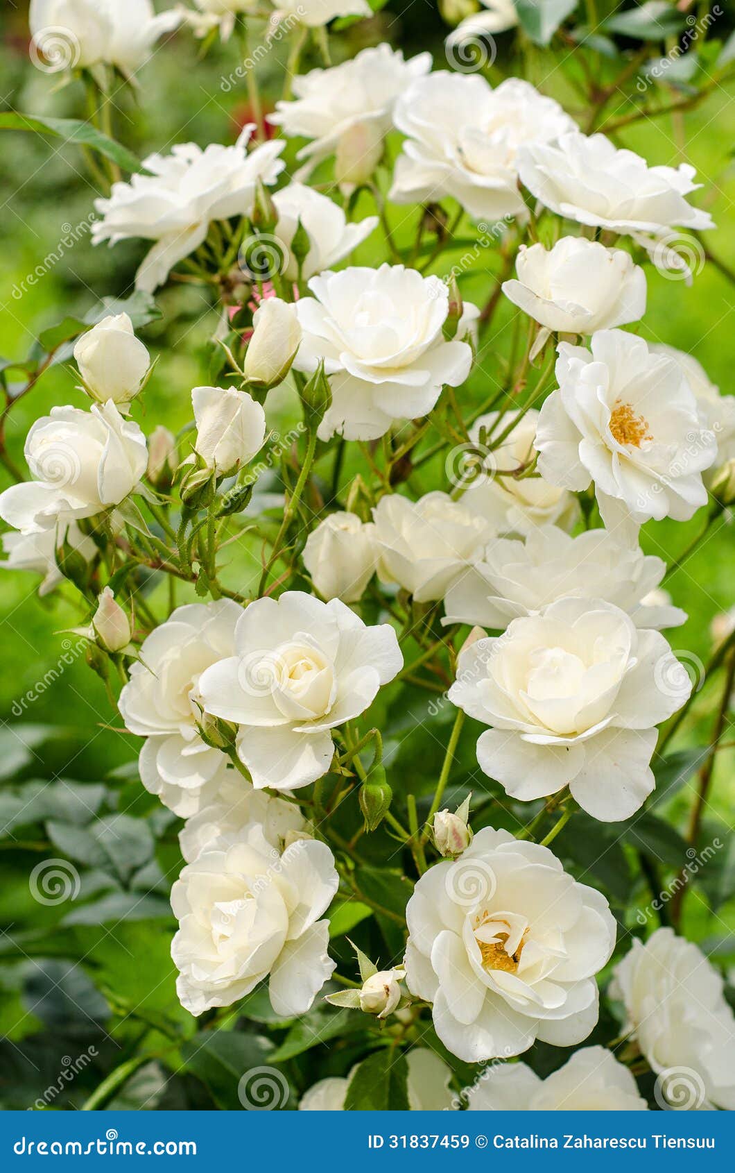 White roses stock image. Image of flowers, petals, floribunda 31837459