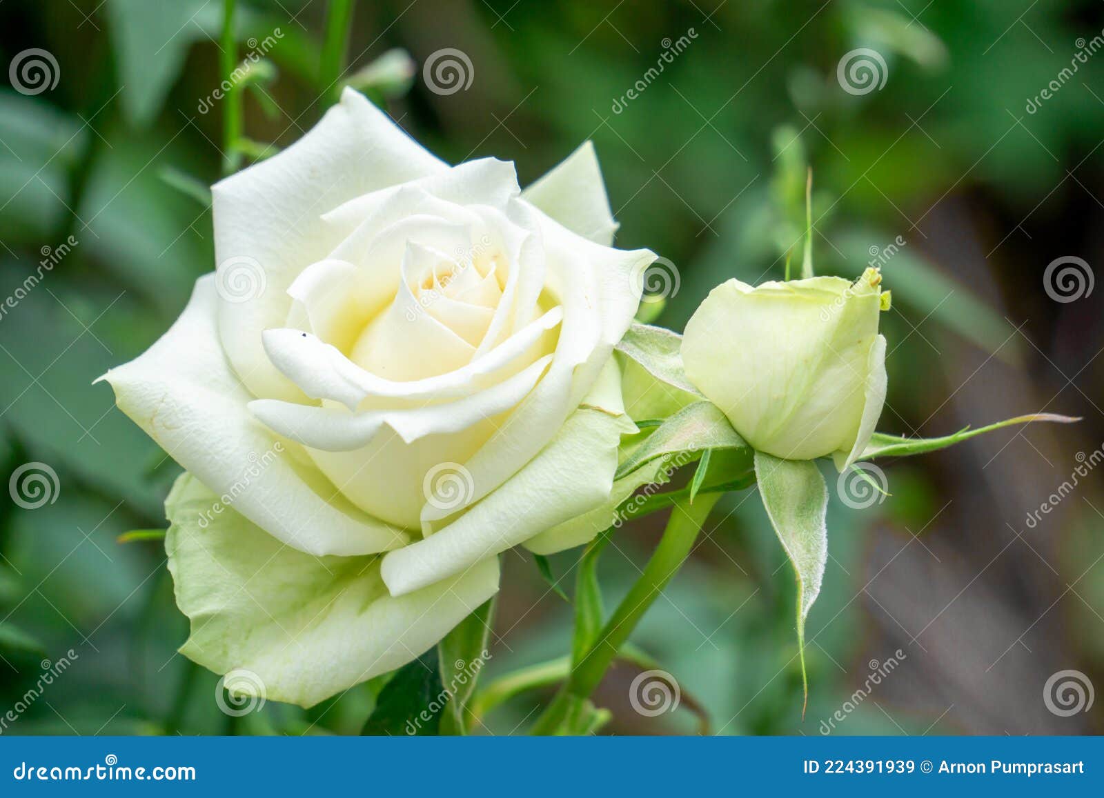 White Roses Flower in the Garden Stock Image Image of colorful