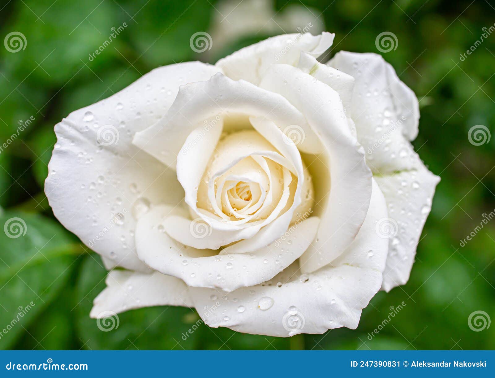 White Roses in the Garden with Raindrops Stock Image Image of rain