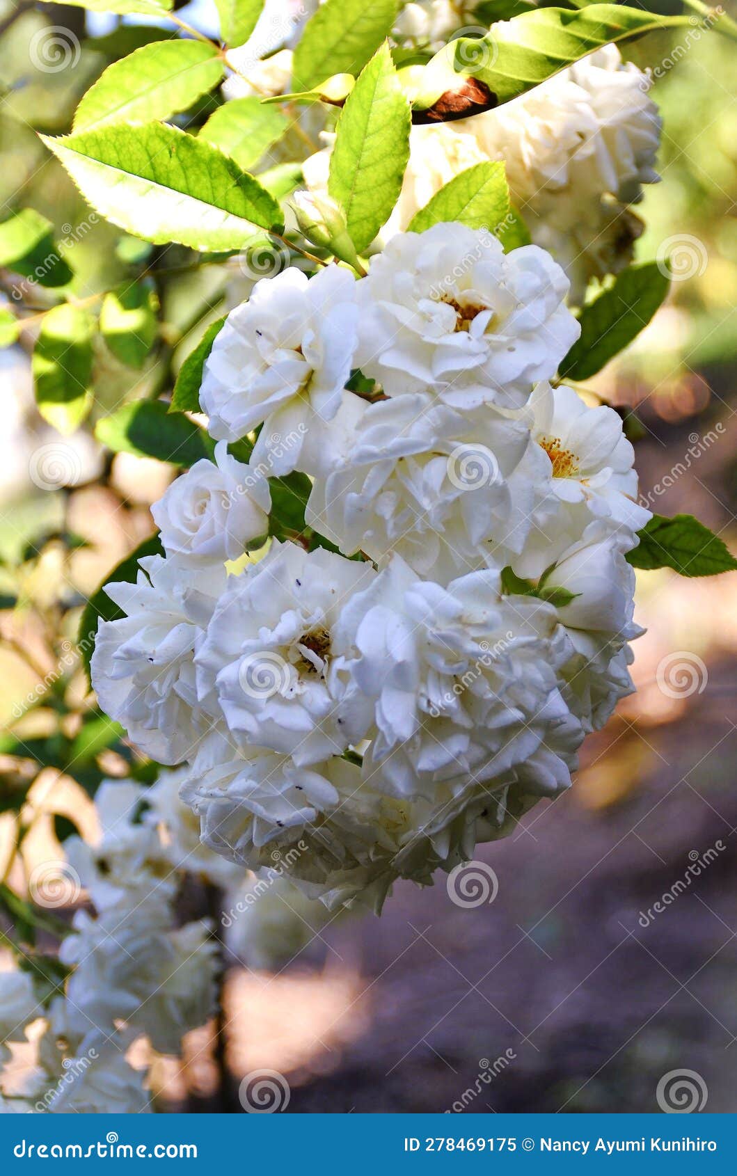 beautiful branch filled with white roses