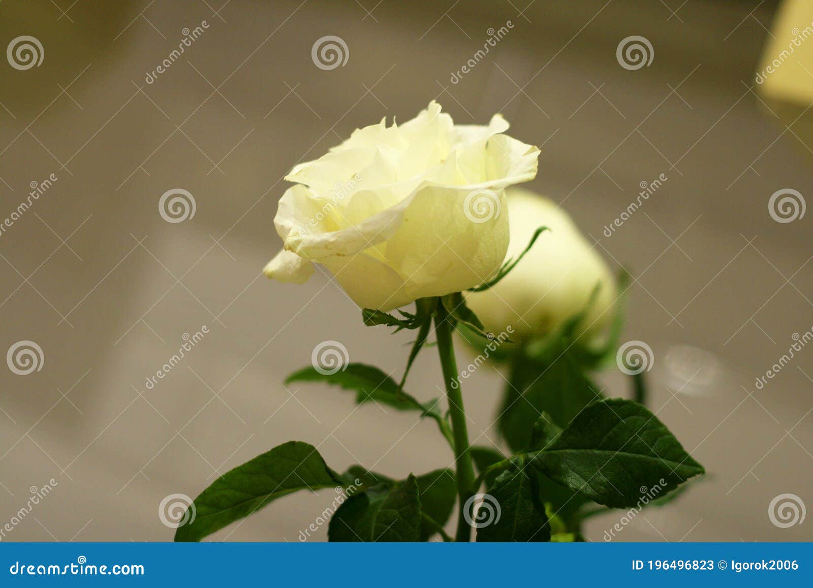 White Roses with Green Leaves on a Blurry Gray Background Stock Image