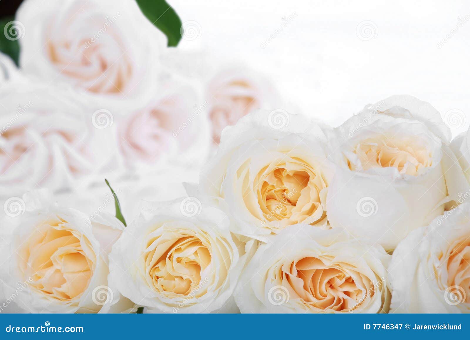 White Roses With Yellow Centers Picture. Image 7746347