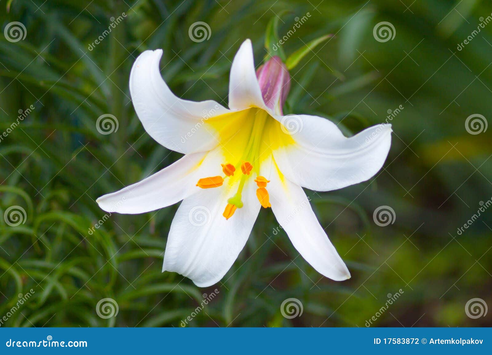 White Royal lily stock photo. Image of flowers, royal 17583872
