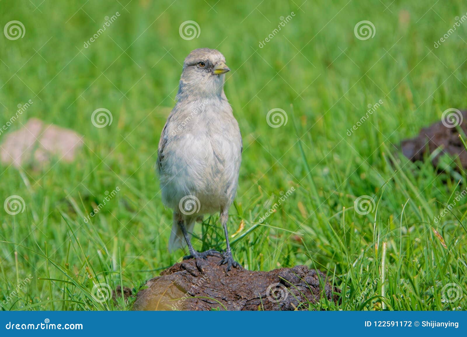 white-rumped snow finch