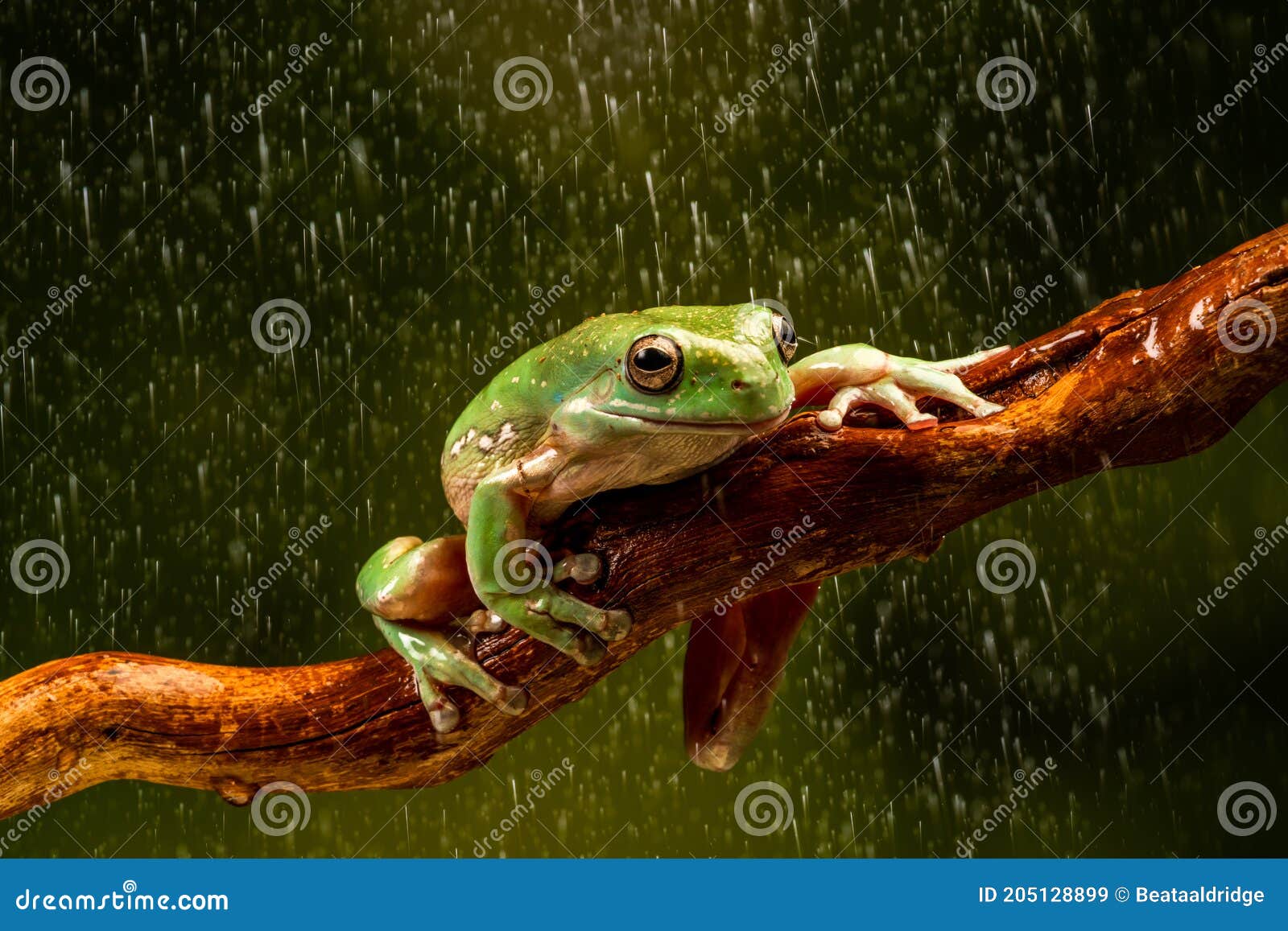 white`s tree frog litoria caerulea