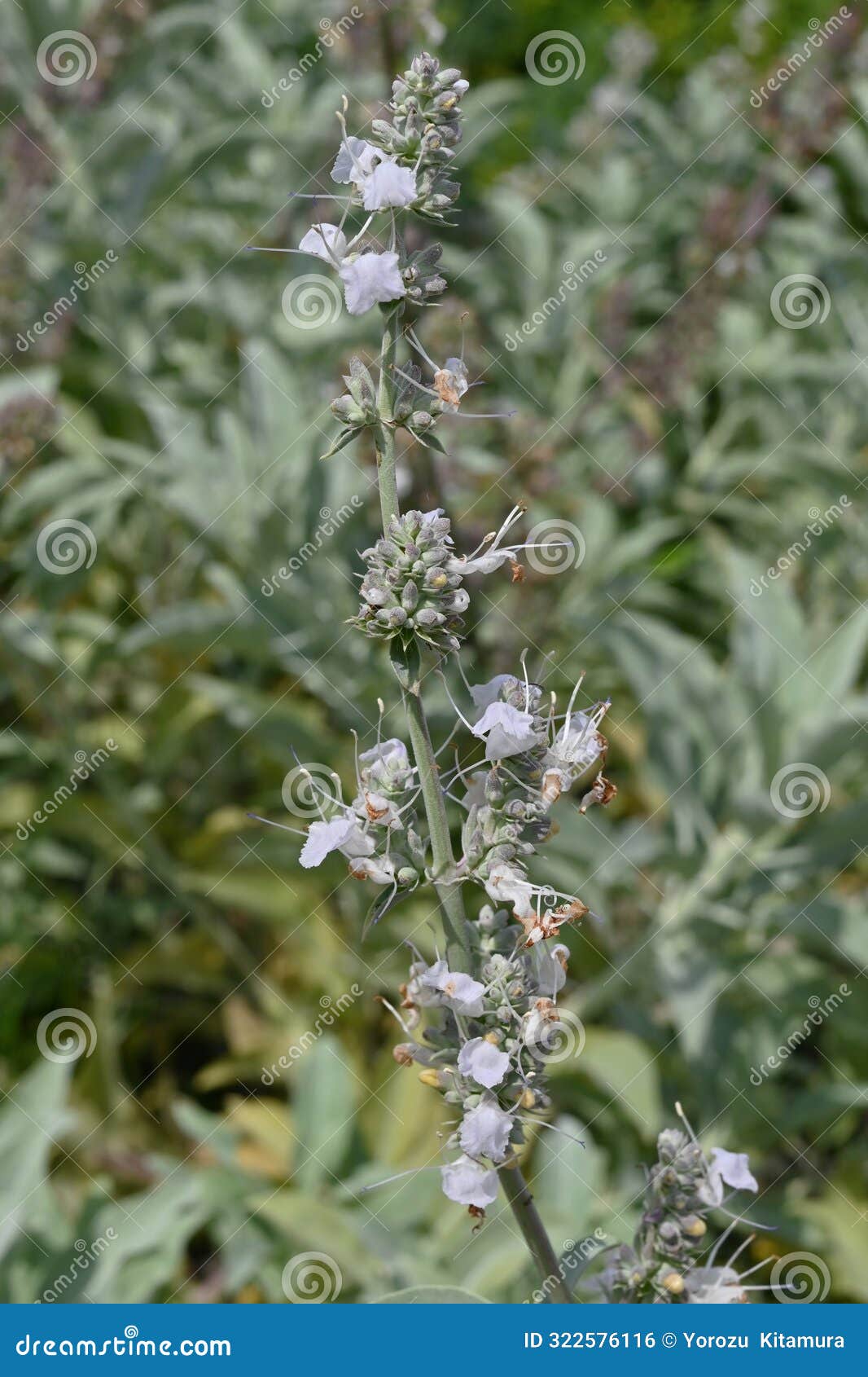 white sage (salvia apiana) flowers. lamiaceae evergreen shrub.