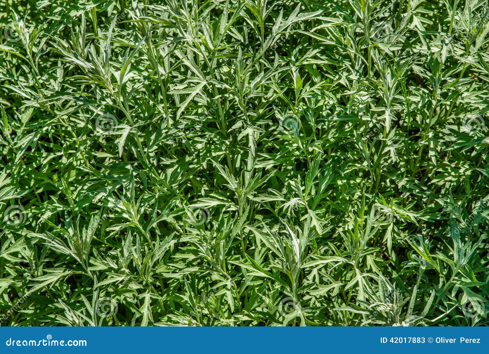 white sagebrush plants