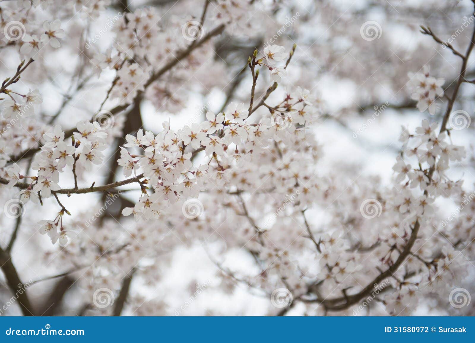 White sakura in japan stock photo. Image of floral, flora - 31580972