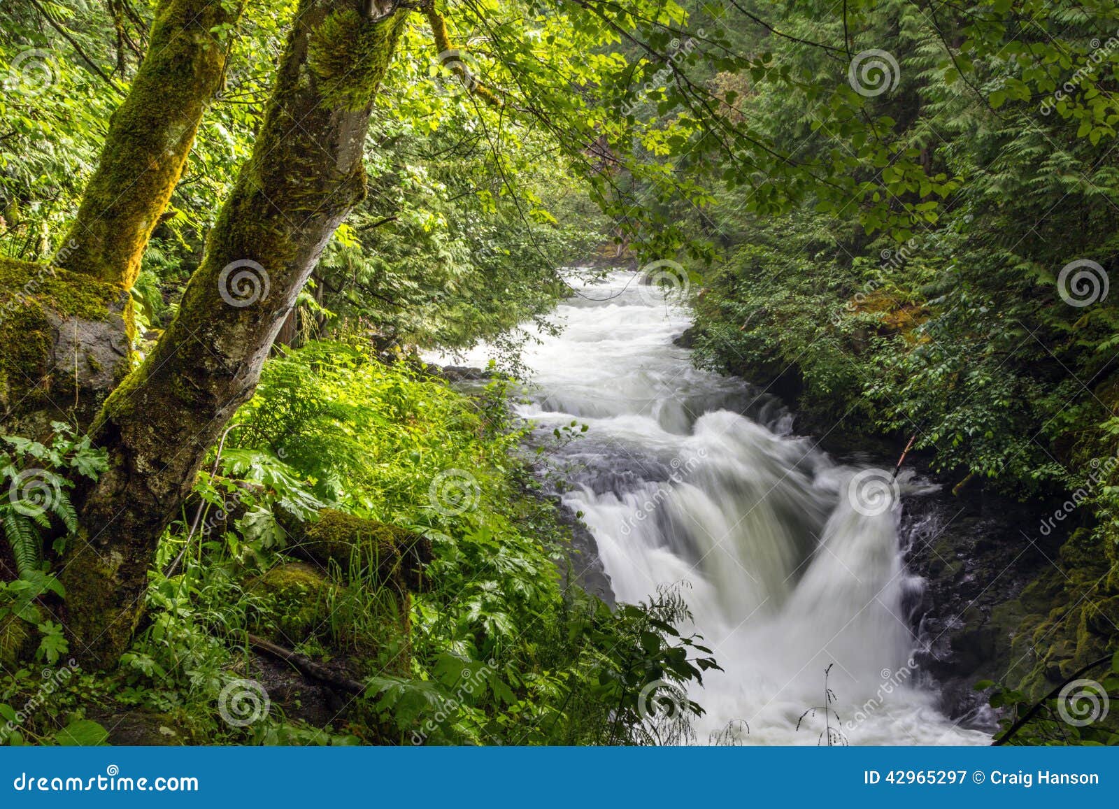 White Salmon River Falls stock image. Image of ecology 42965297