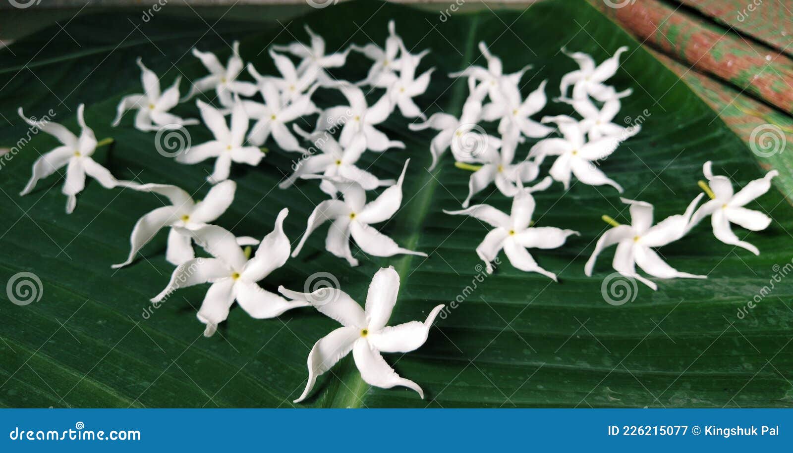 White Sampaguita Flowers Design on Green Background Stock Image Image