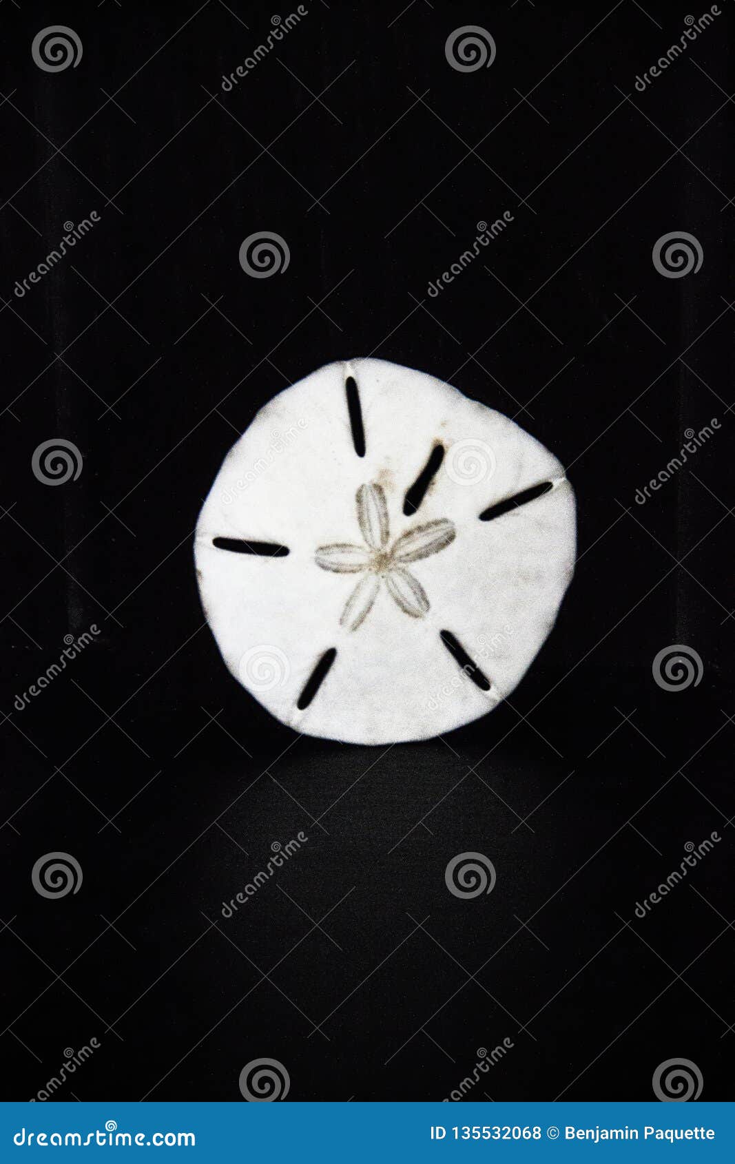 White Sand Dollar on a Black Background Stock Photo Image of dollar