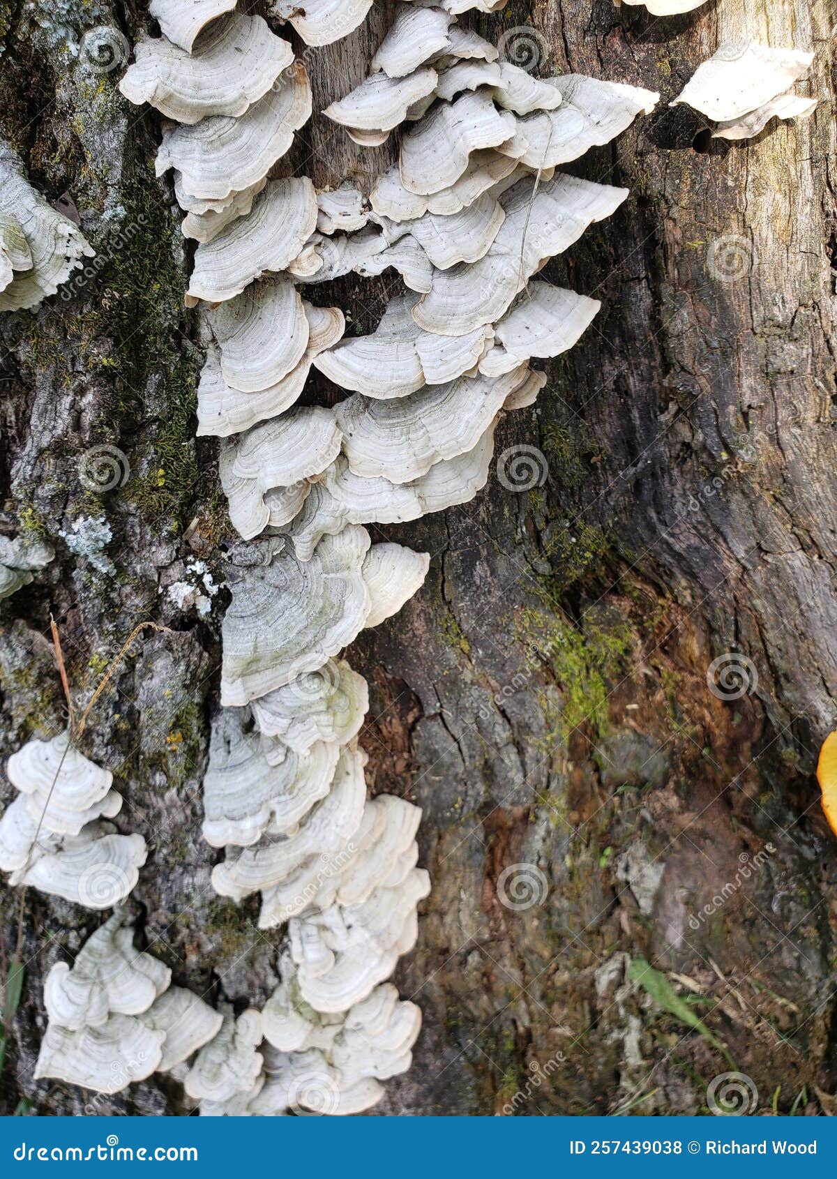 View of White Scalloped Fungi Growing on a Tree Stump Stock Photo