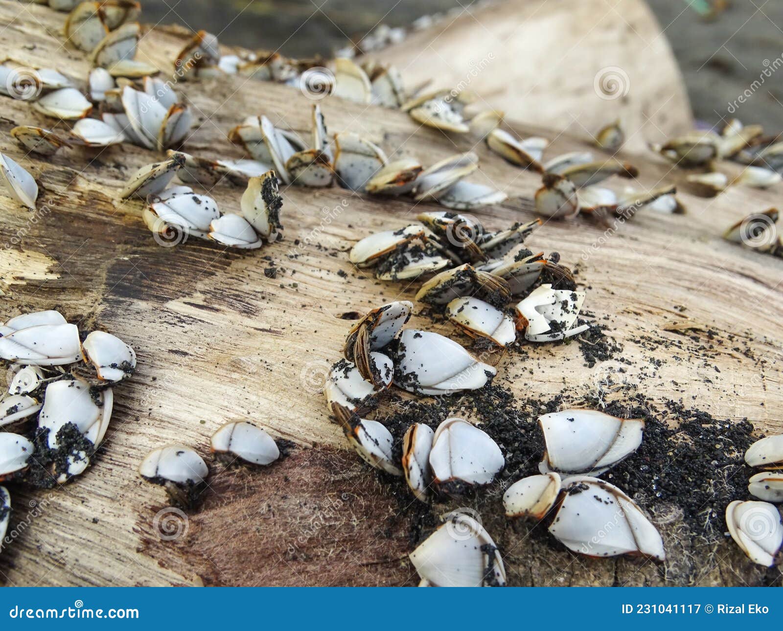 White Sea Shells Stick To Dry Wood Stock Image Image of animal, pest