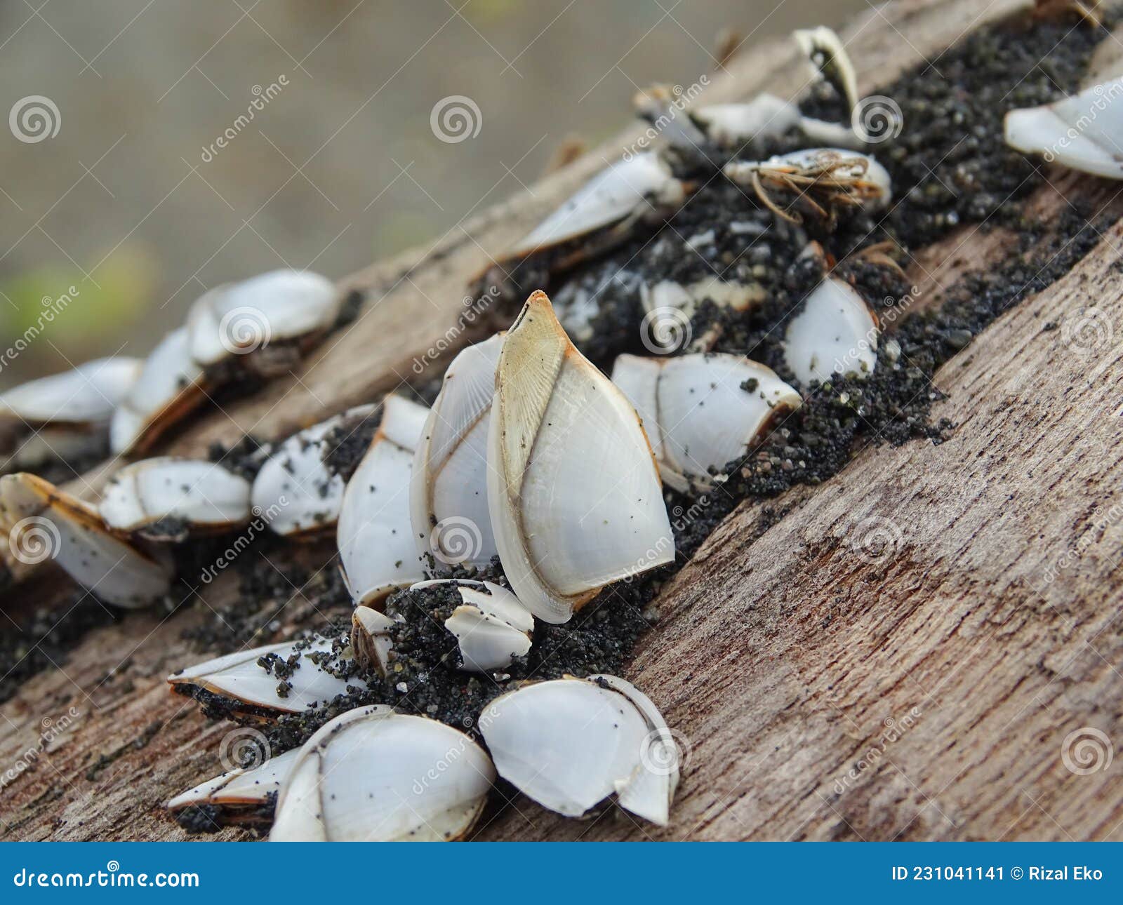 White Sea Shells Stick To Dry Wood Stock Image Image of tree