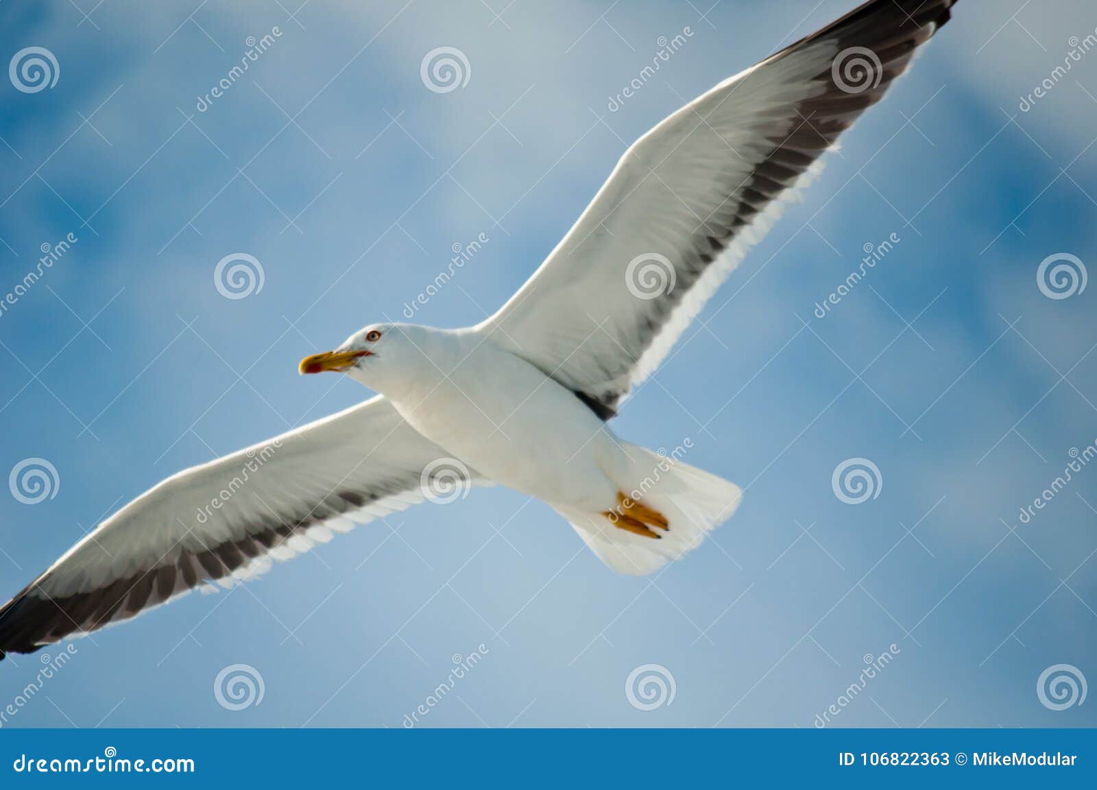 white birds with black wing tips mmfotografiascrapbooking