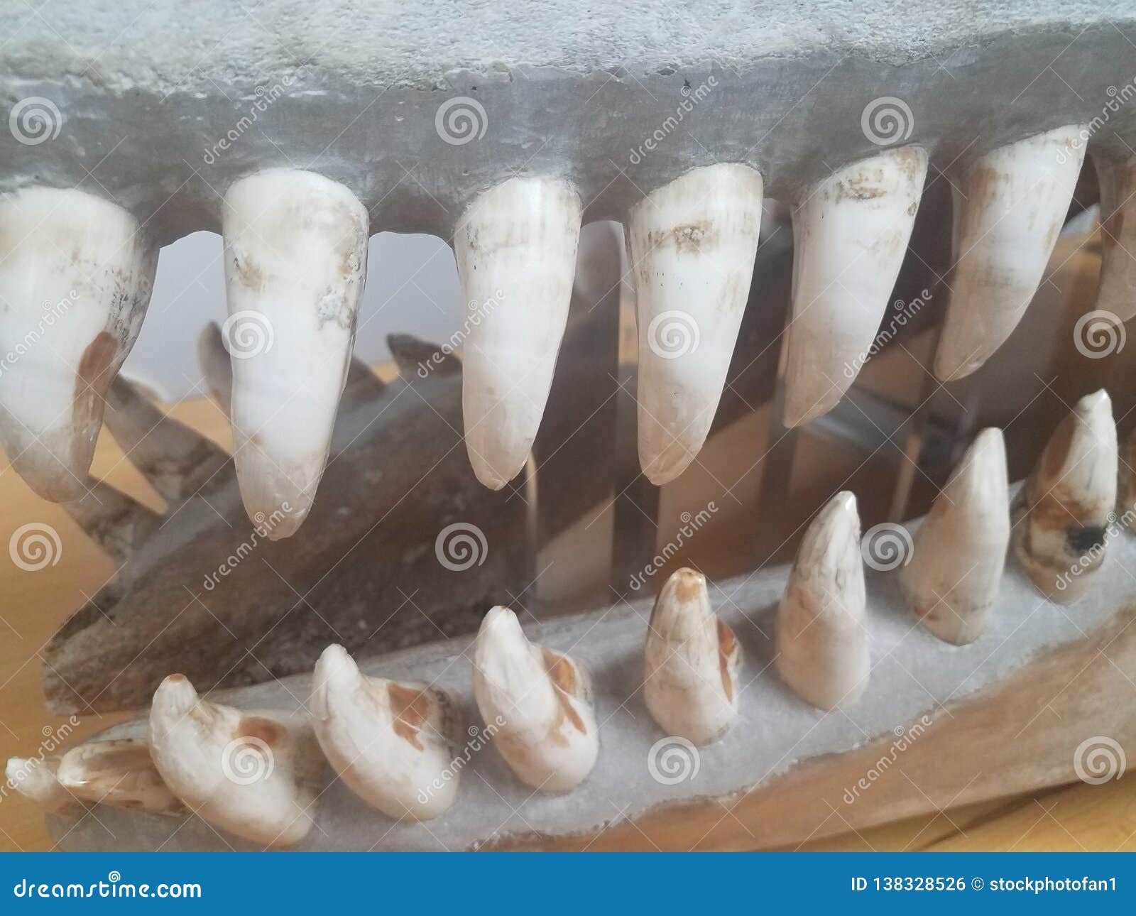 White and Sharp Animal Teeth Up Close Stock Photo - Image of tearing, teeth:  138328526