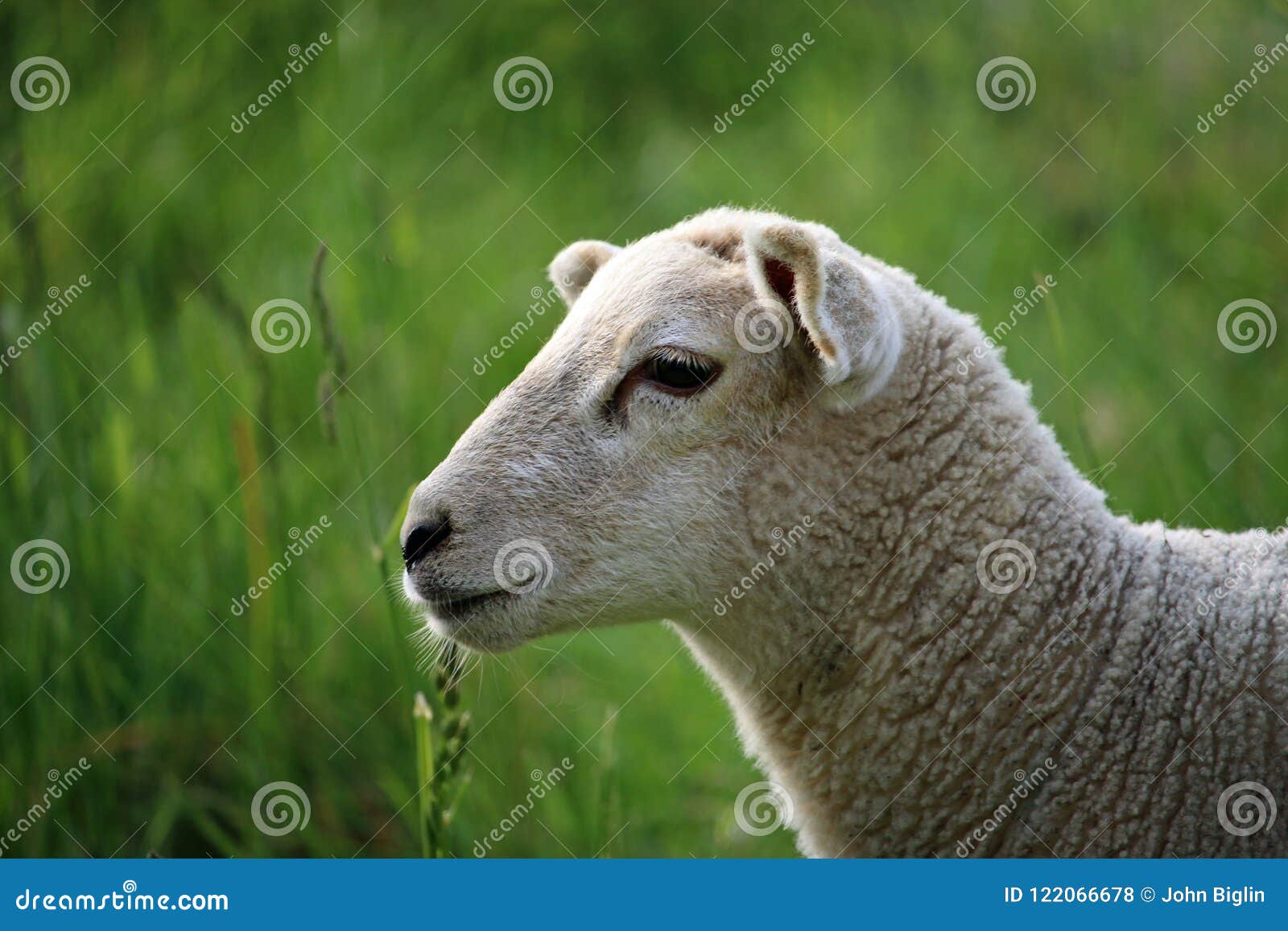 Head Sheep Profile Stock Images Download 391 Royalty Free Photos
