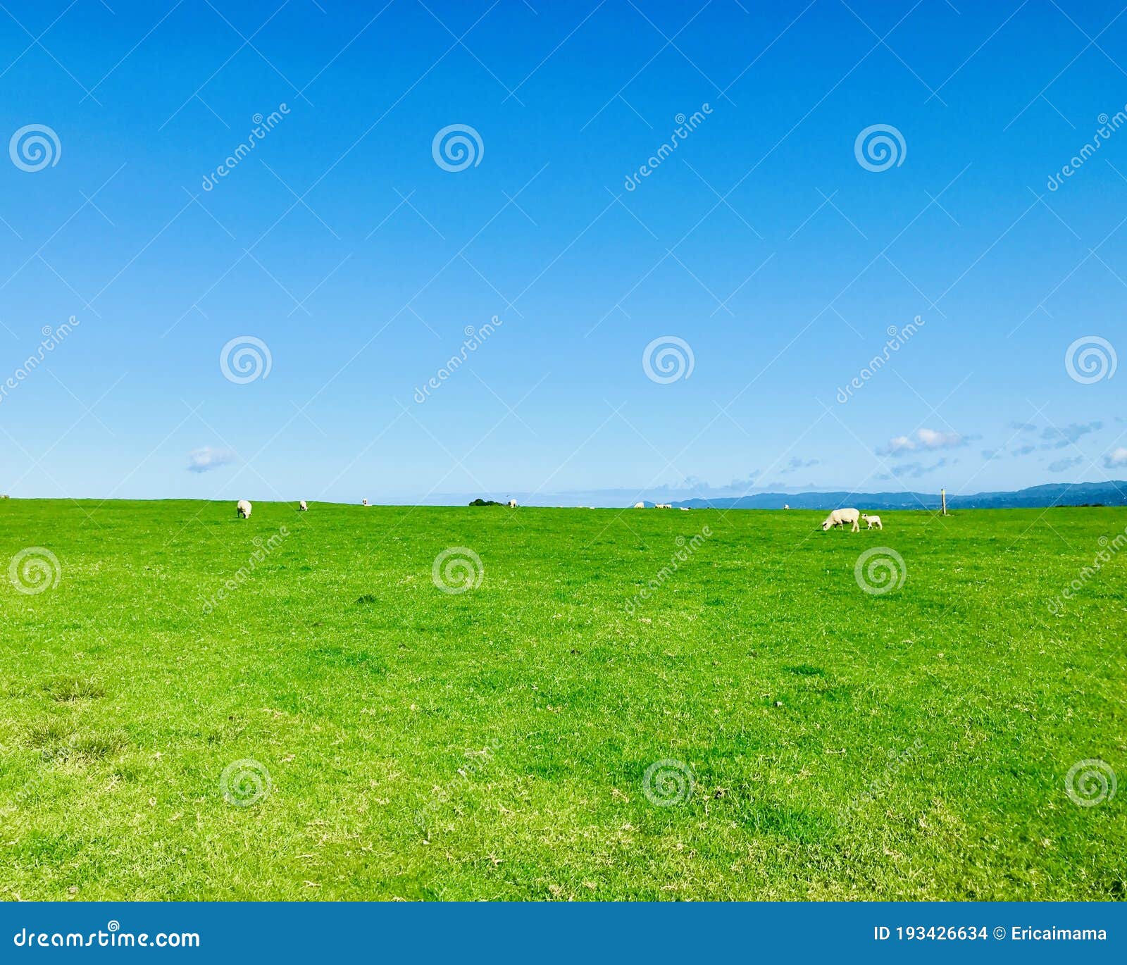 white sheeps, blue sky and green grass under sunshiny day.