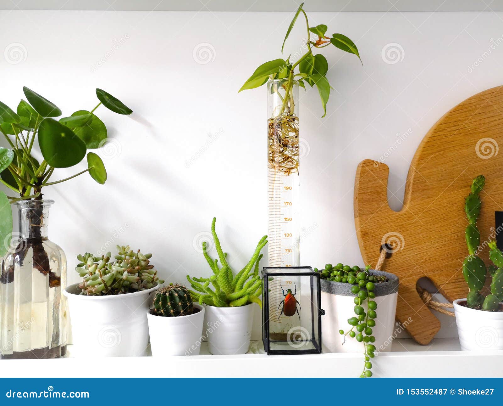 white shelf with multiple succulents plants and framed taxidermy insect art of a colorful red beetle