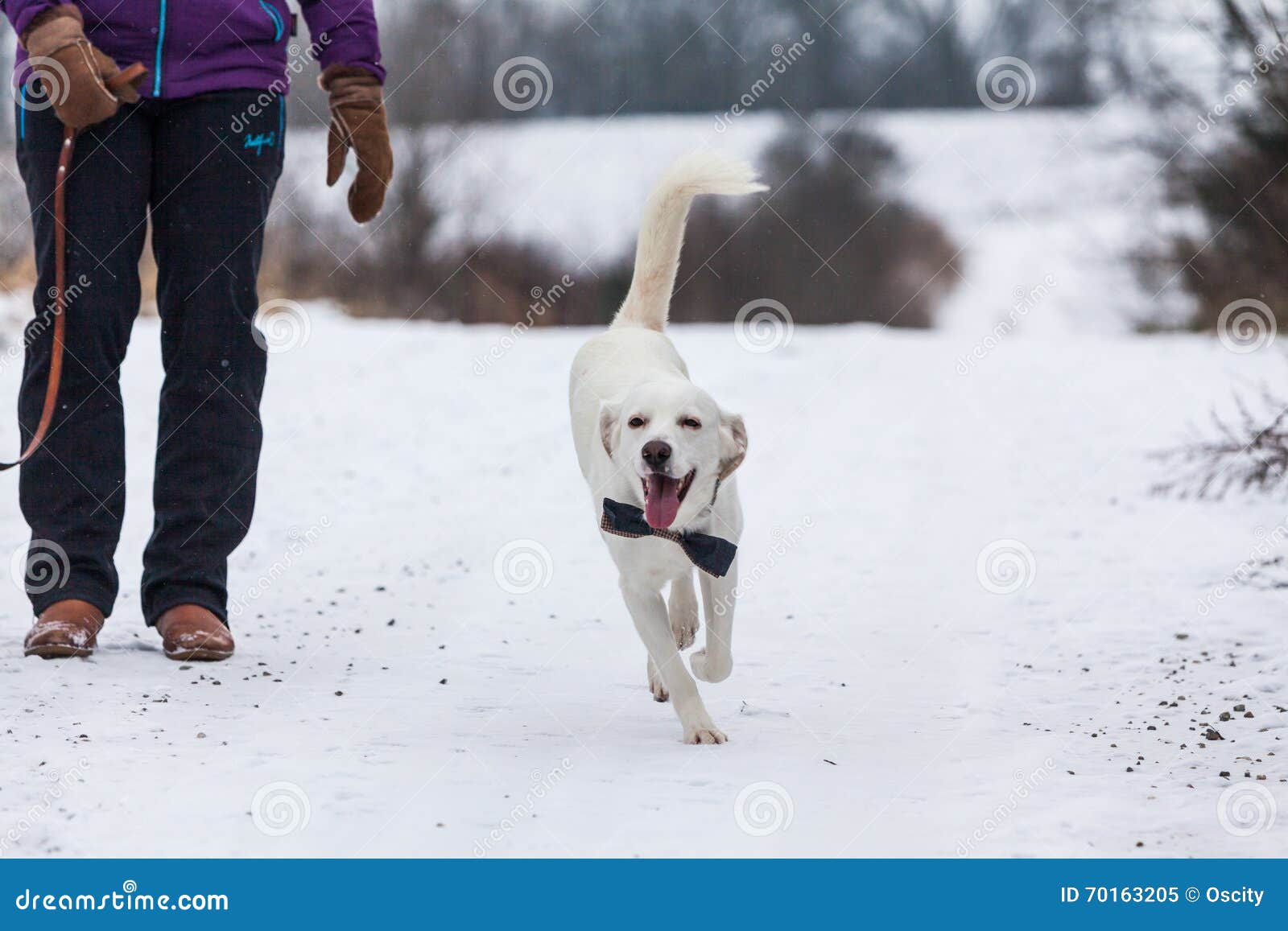 White Shelter Dog in Winter Stock Image Image of animal, hunting
