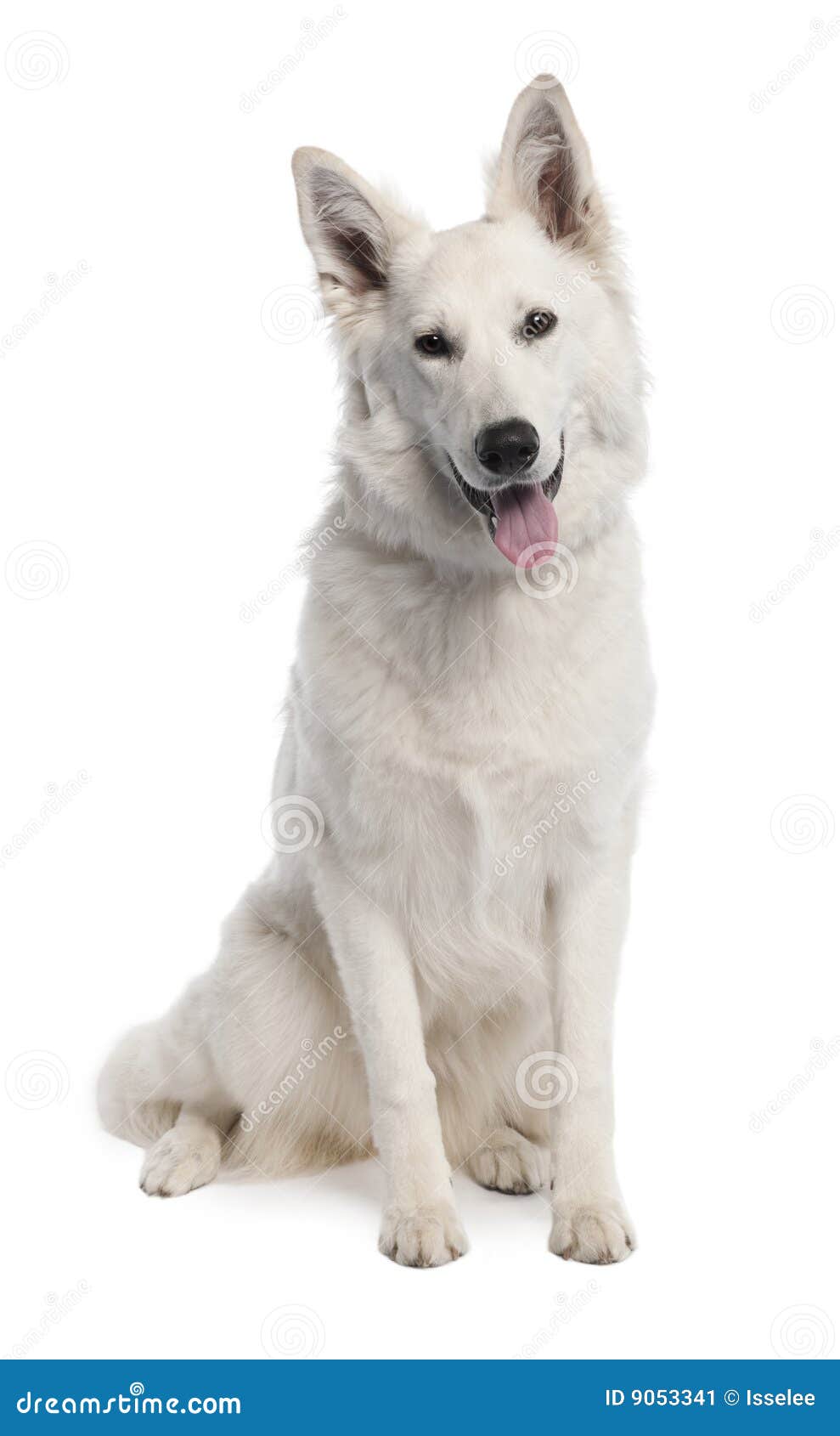 White Shepherd Dog (7 Years Old) Stock Image - Image of looking, mouth ...