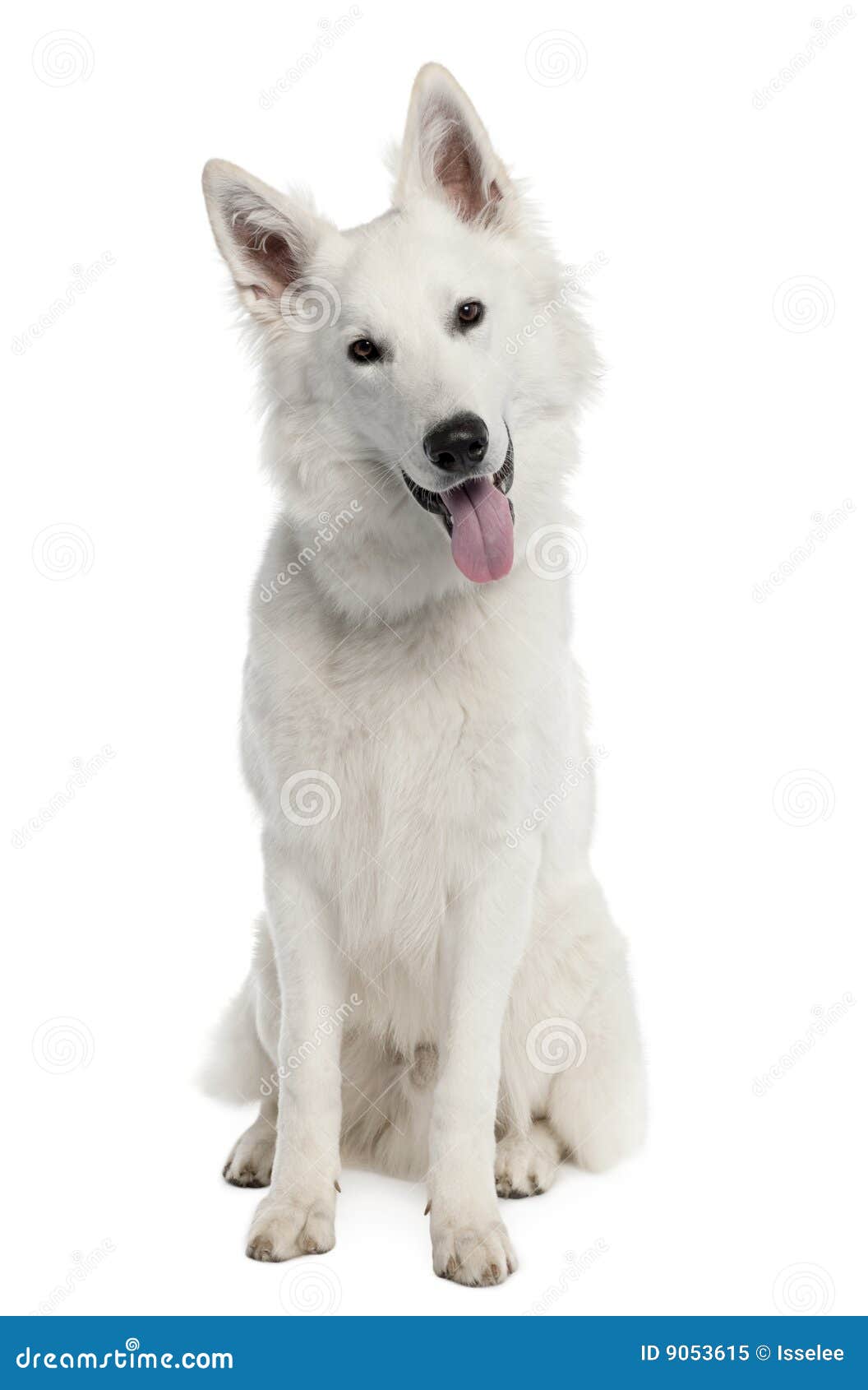 White Shepherd Dog (9 Months Old) Royalty Free Stock Photo - Image: 9053615