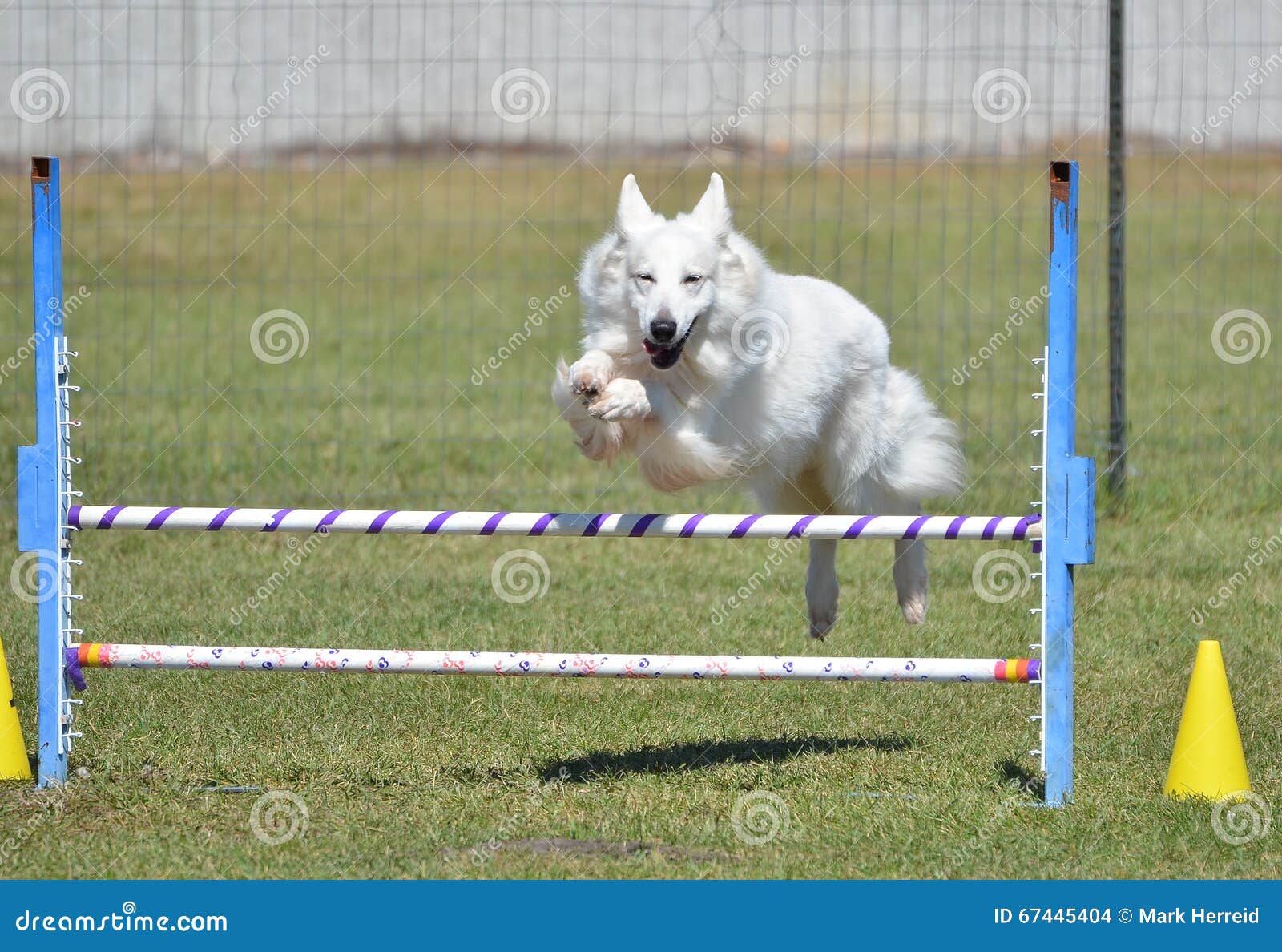 white shepherd at a dog agility trial