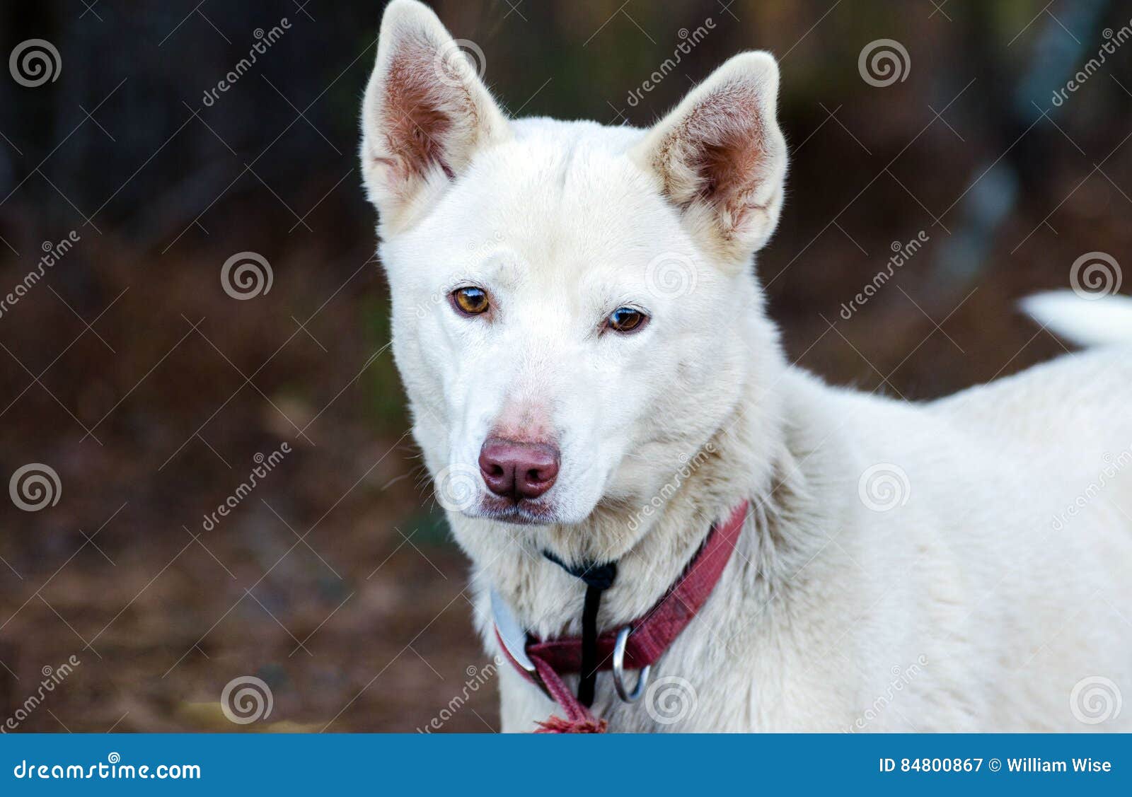White Shepherd Husky Mixed Breed Dog Stock Image - Image of puppy, sheepdog: