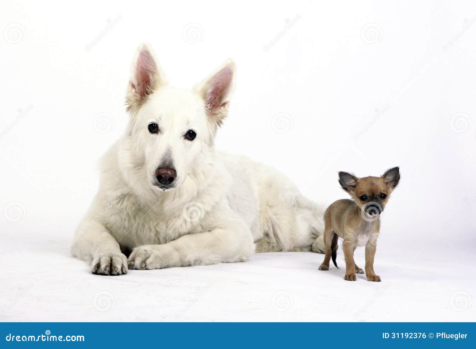 White Shepherd and Short Hair Chihuahua Looking into the Camera Lens Stock Photo - Image of healthy, peaceful: 31192376 White Shepherd and Short Hair Chihuahua Looking into the Camera Lens Stock Photo - Image of healthy, peaceful: 31192376