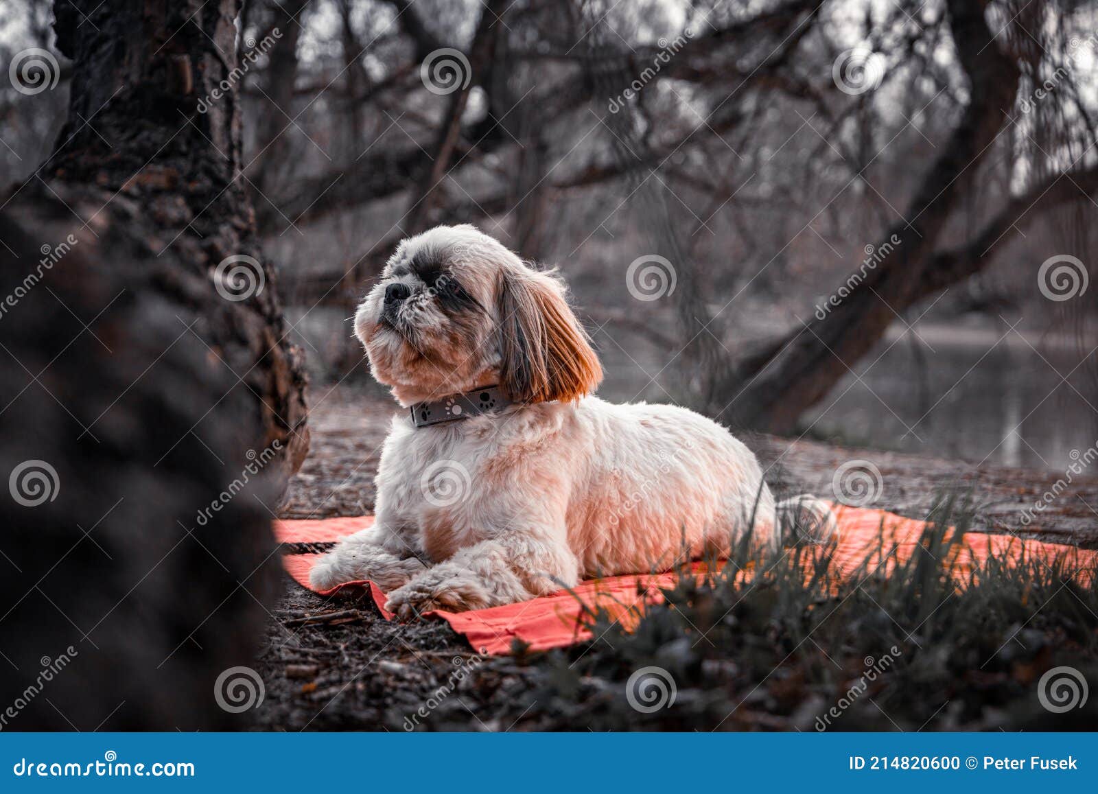 White Shih Tzu Laying between Trees Looking Around Stock Photo Image