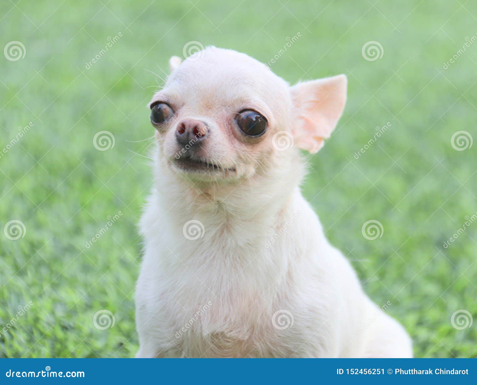 White Short Hair Chihuahua Dog Sit On The Green Grass