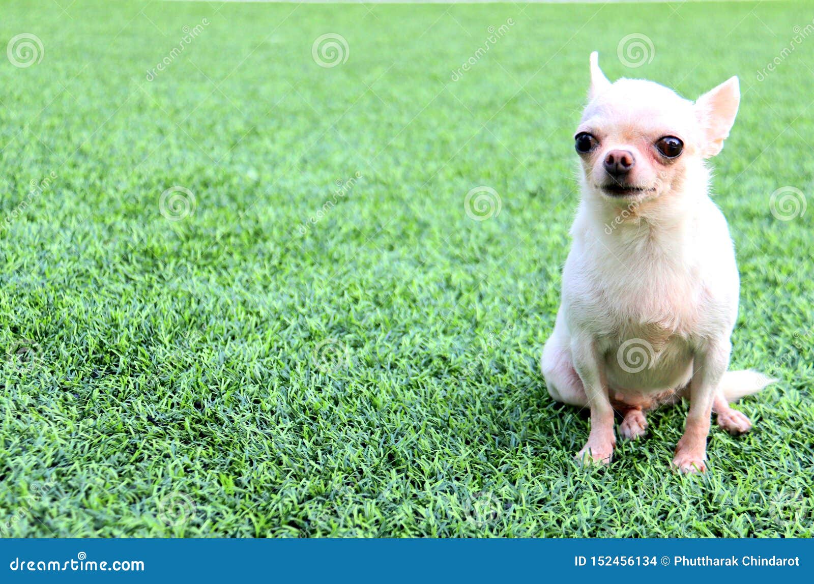White Short Hair Cute Chihuahua Dog Sit On The Green Grass