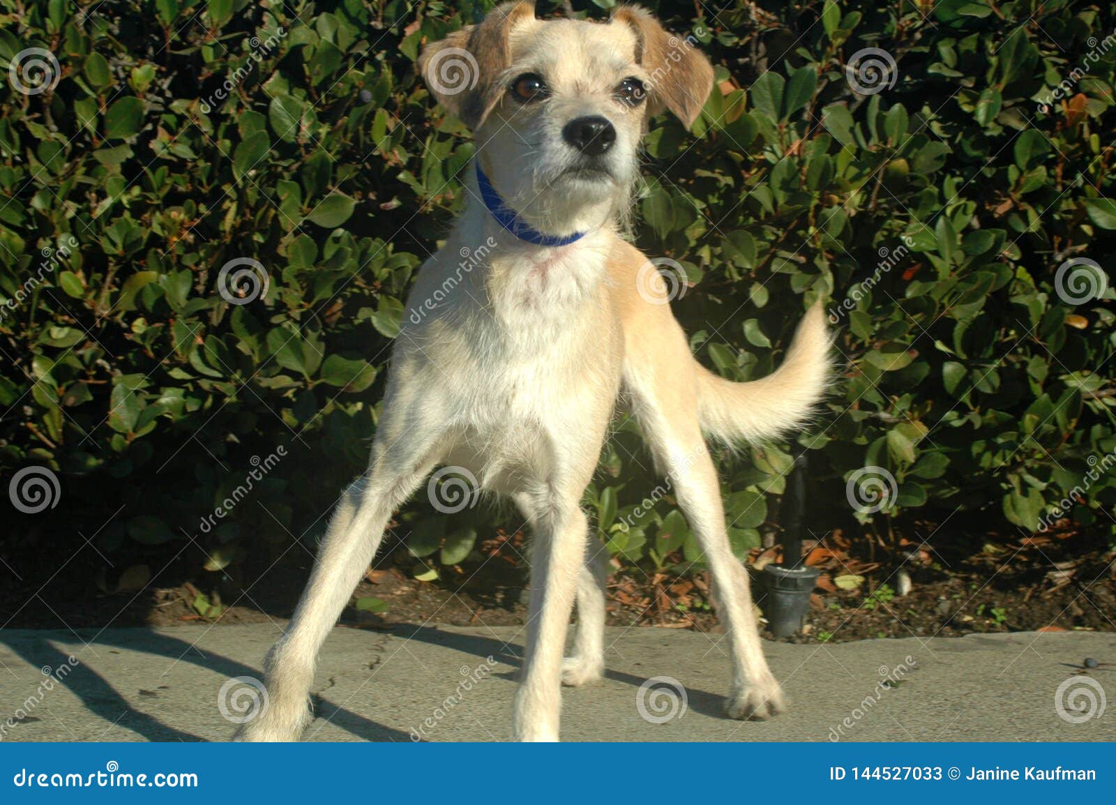 short haired terrier mix