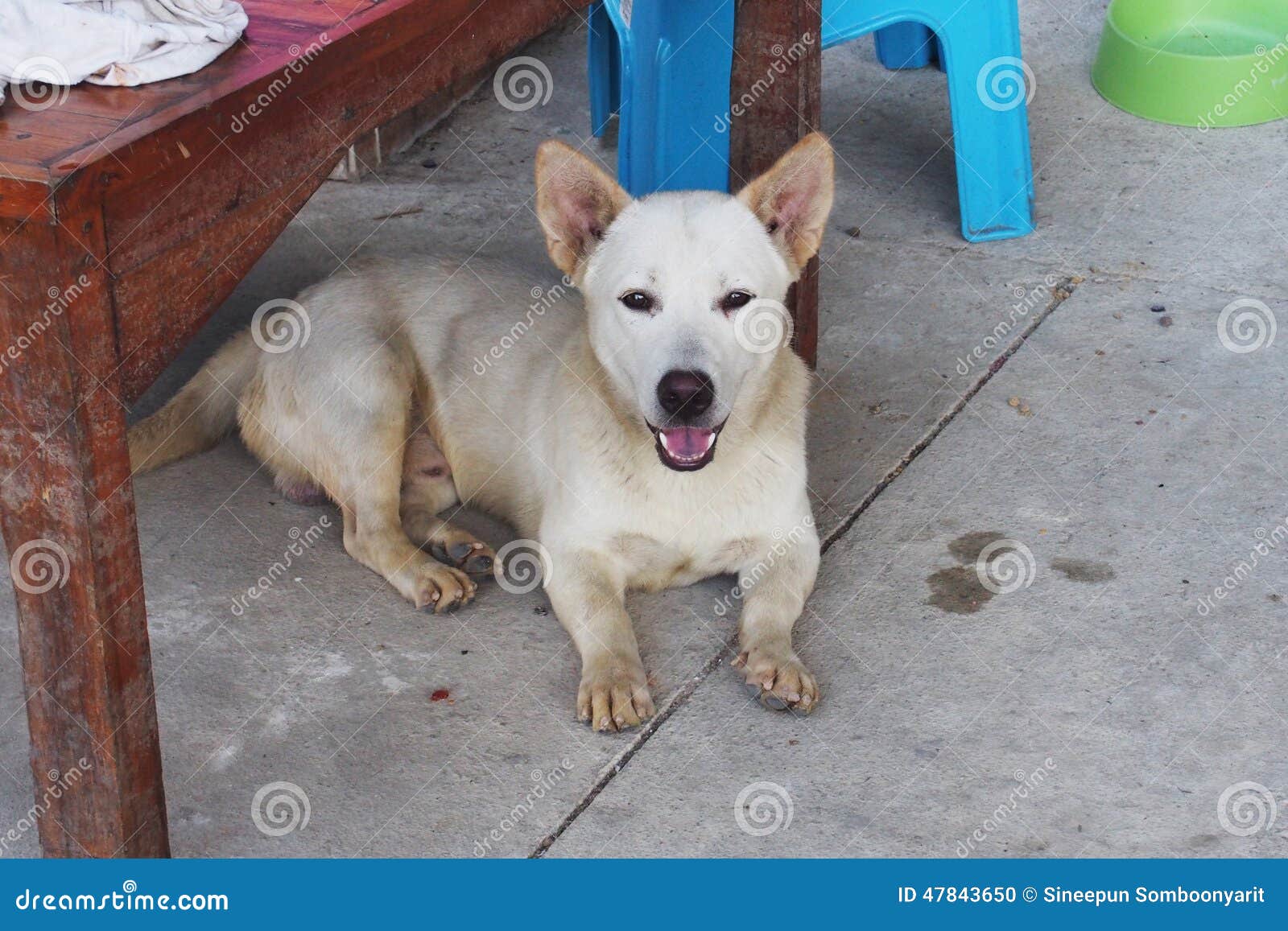 white short dog