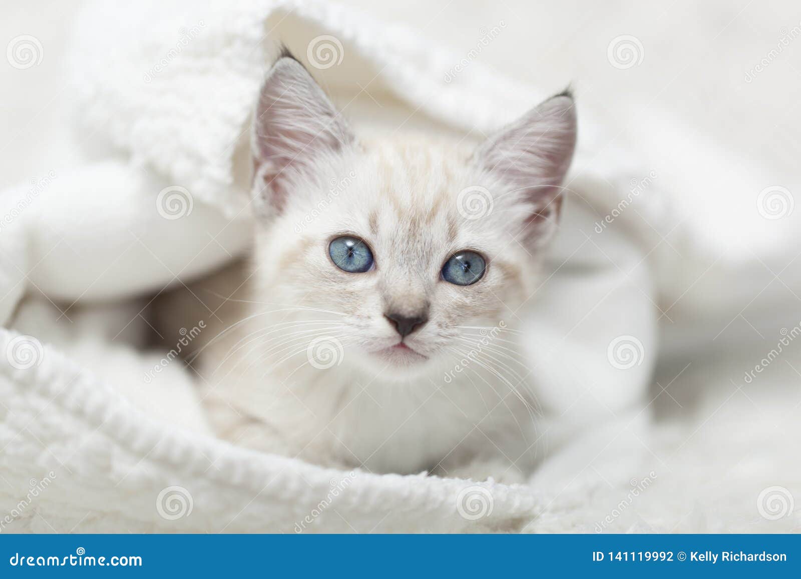 White Siamese Kitten On A White Blanket Stock Photo Image Of Inside Eyes