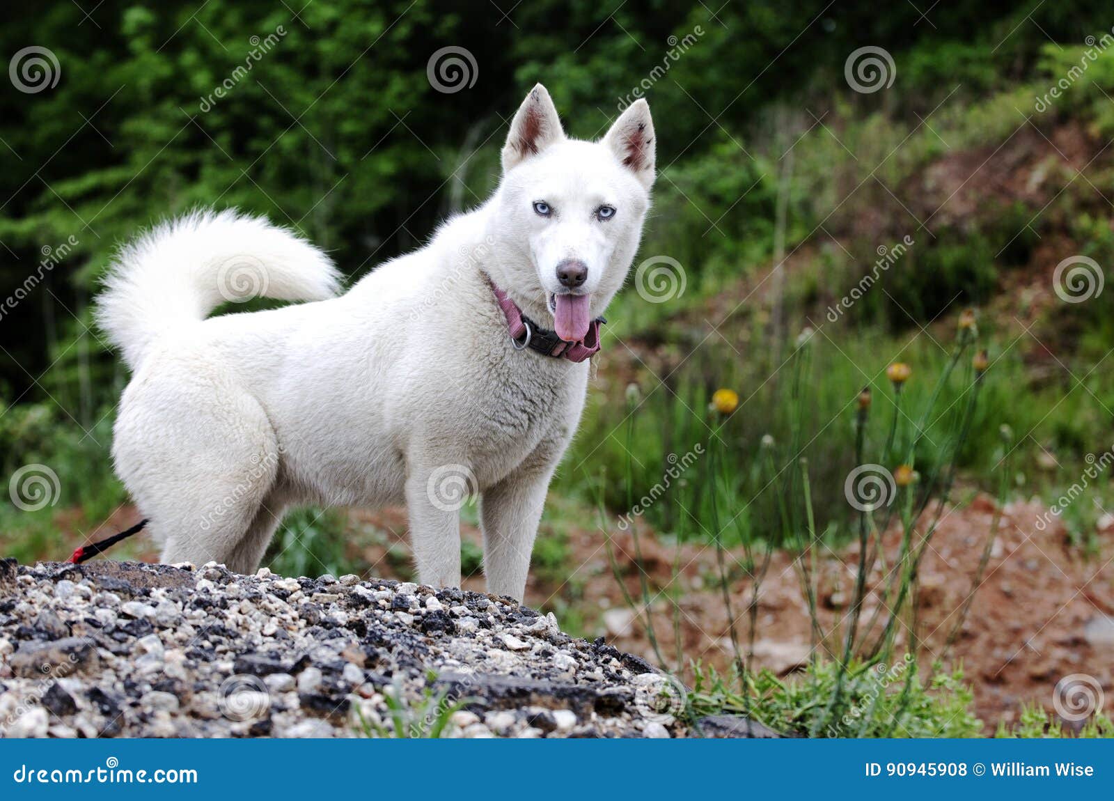 white siberian husky