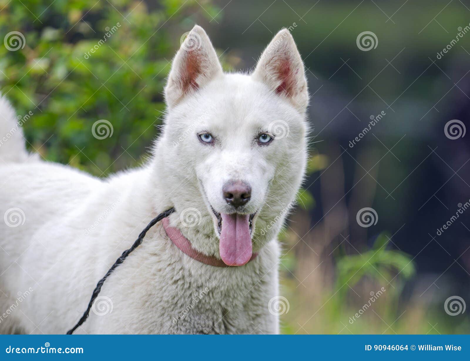 albino siberian husky