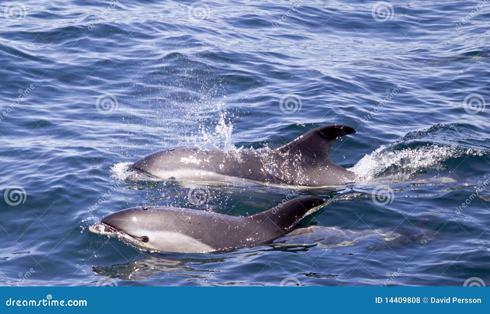 white sided dolphins