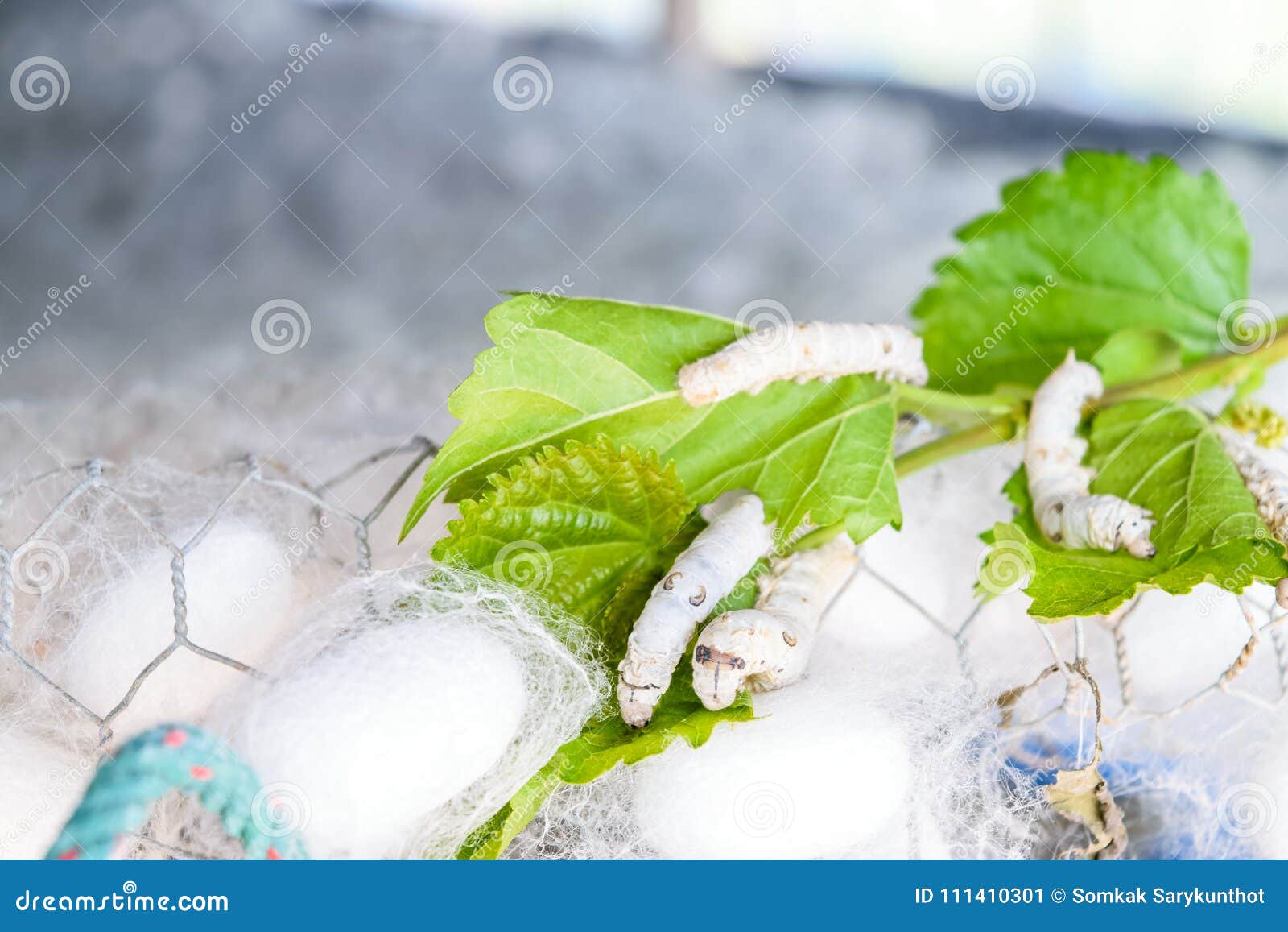 White silk cocoon stock image. Image of material, butterfly 111410301
