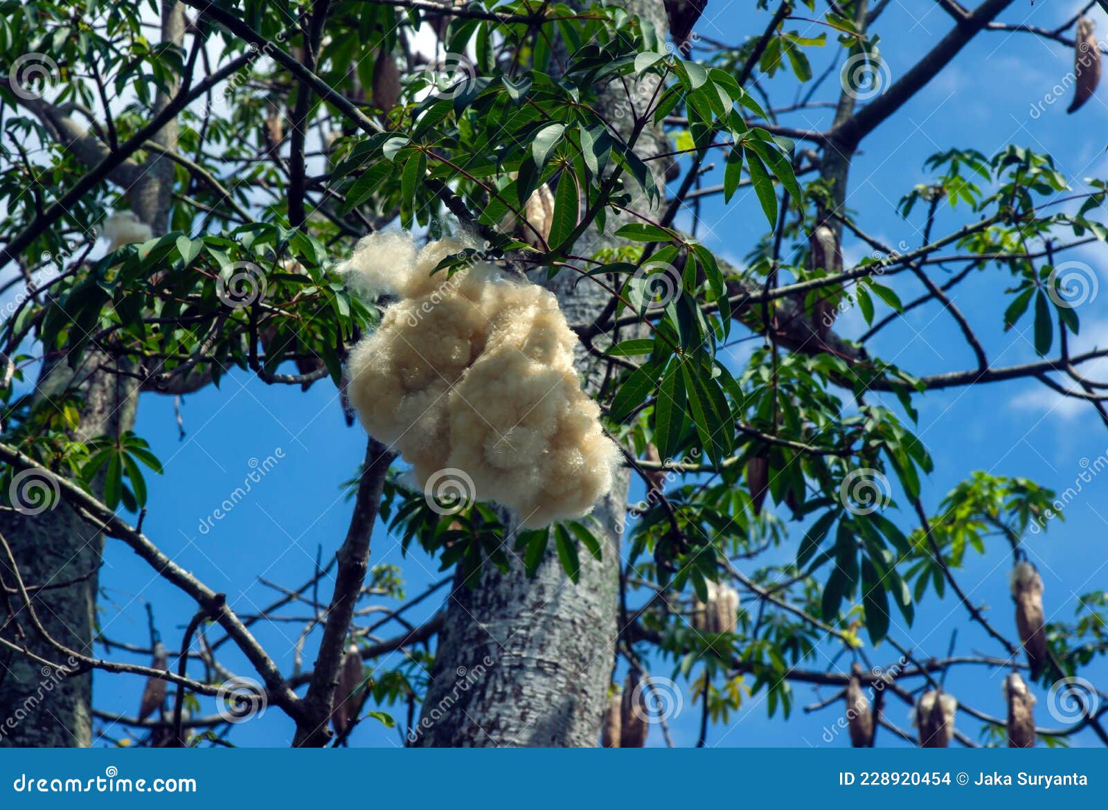White Silk Cotton Tree Ceiba Pentandra, Kapuk Randu Javanese, the Perennial  Fruit Can Be Used To Make Mattresses and Pillows Stock Photo - Image of  mexico, green: 228920454