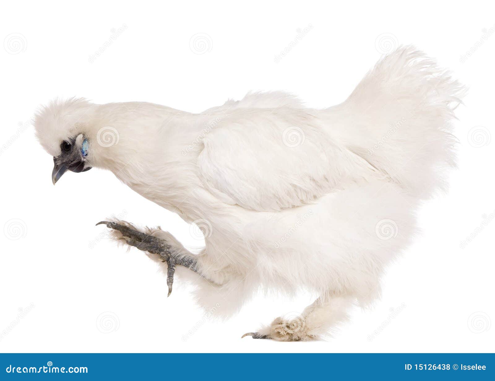 White Silkie Chicken, 6 Months Old, Standing Stock Photo Image of