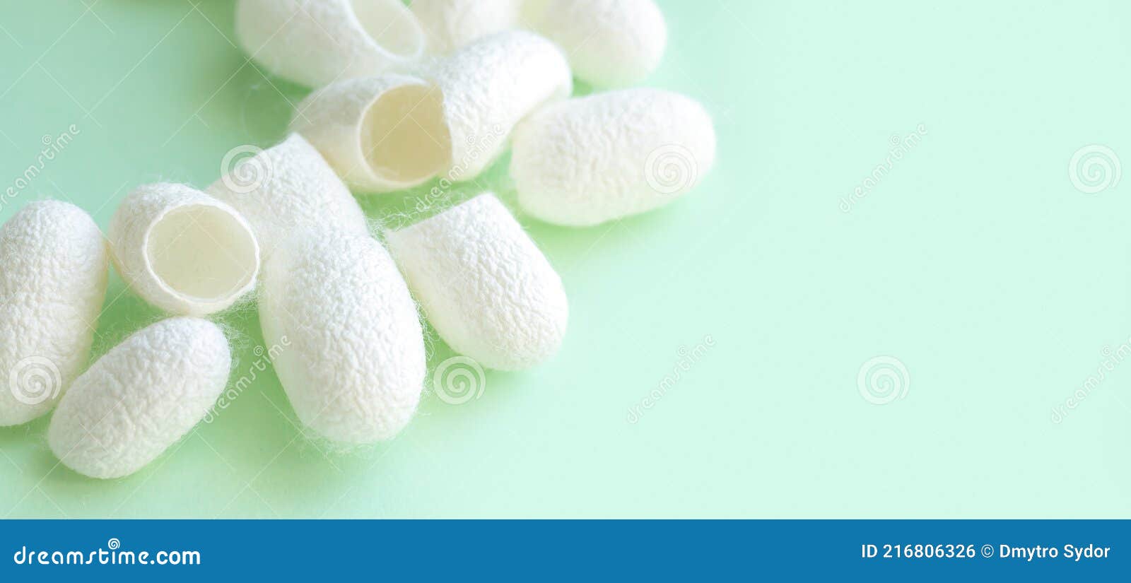 Cocoons For Silk Production With Silk Moths Mating Stock Photography