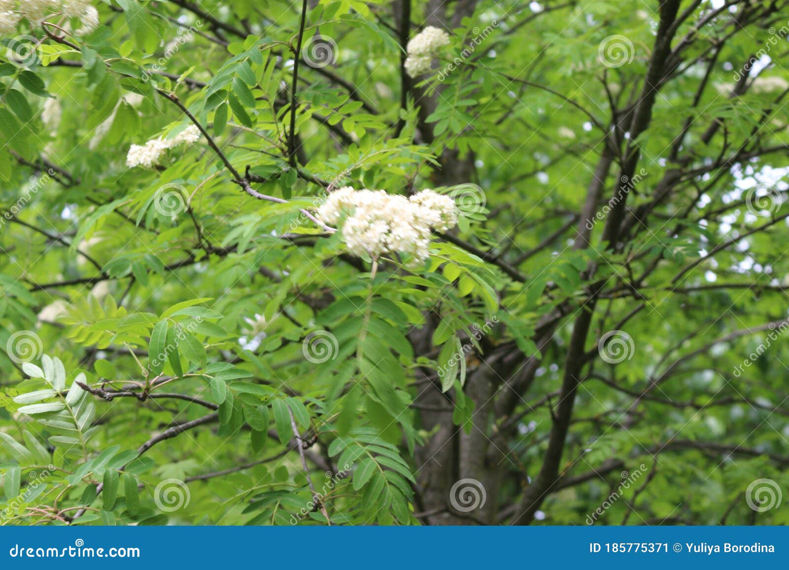 White Small Flowers Blossomed on a Mountain Ash Tree with a Basket of ...