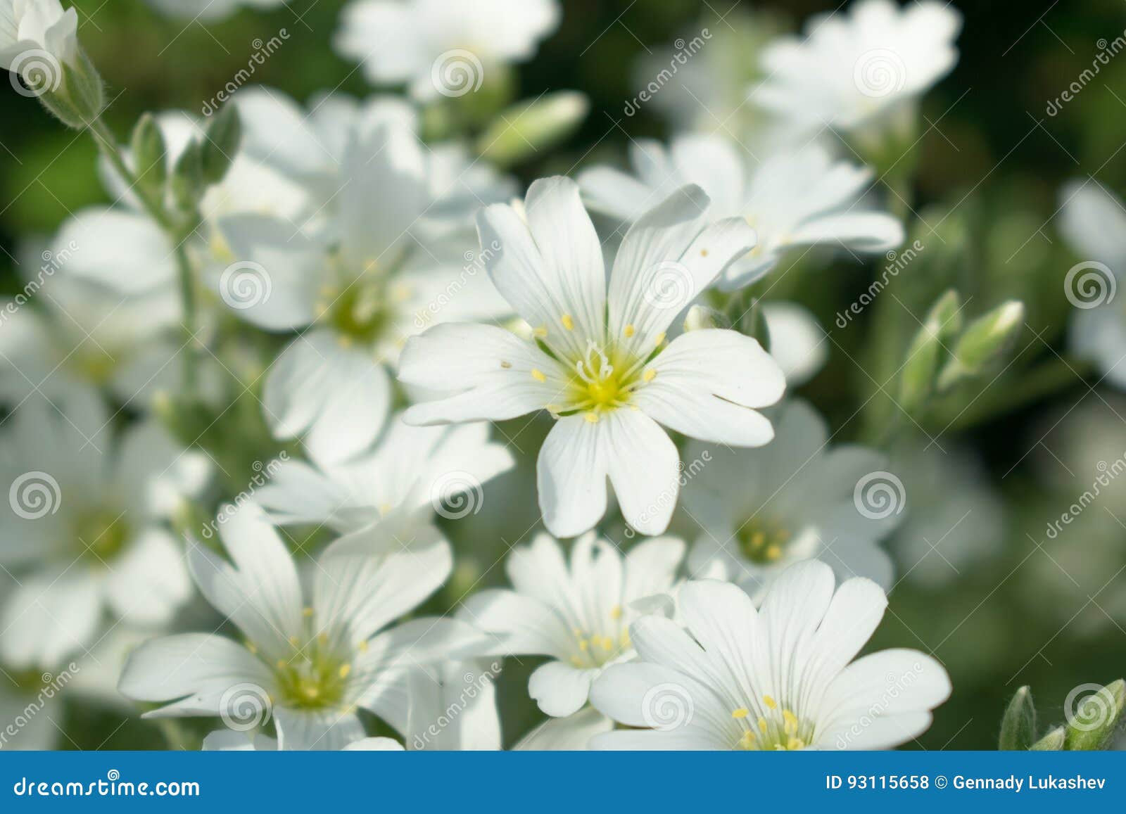 White Small Flowers on a Forest Lawn Stock Photo Image of blurred