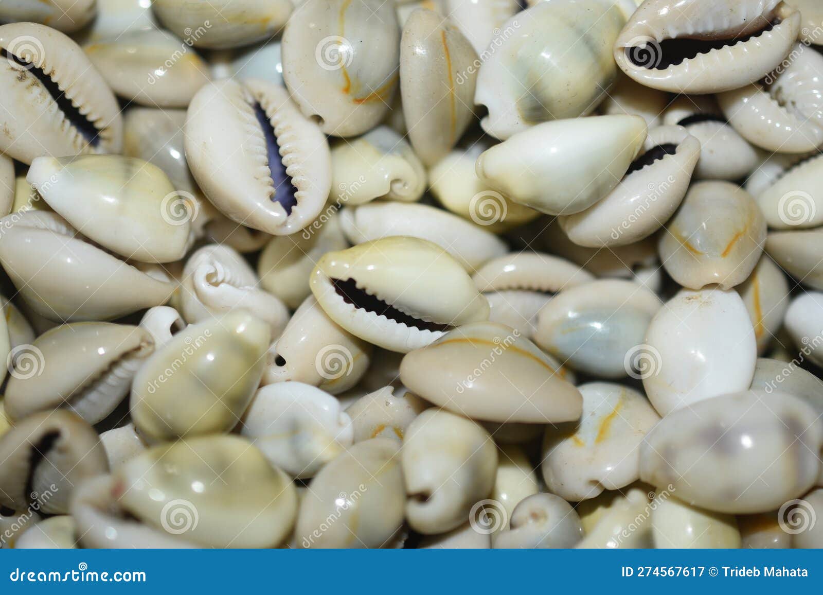 White Snail Puri in india stock image. Image of snail 274567617