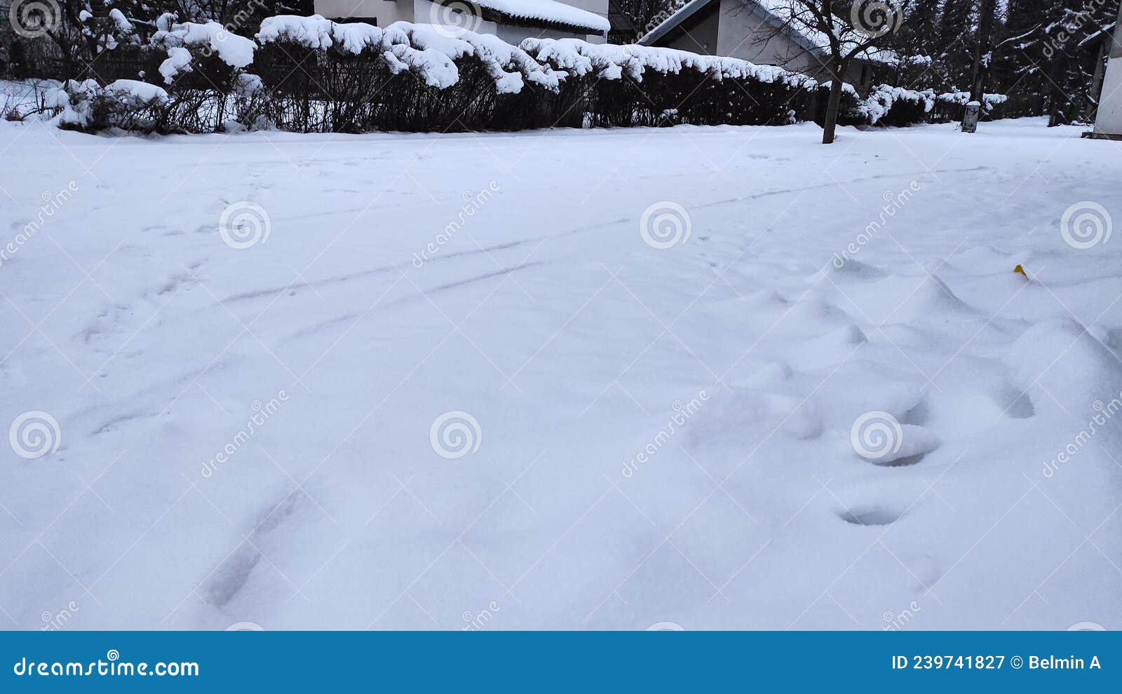 White Snow Covered the Ground. Hedges, Trees Under a White Blanket