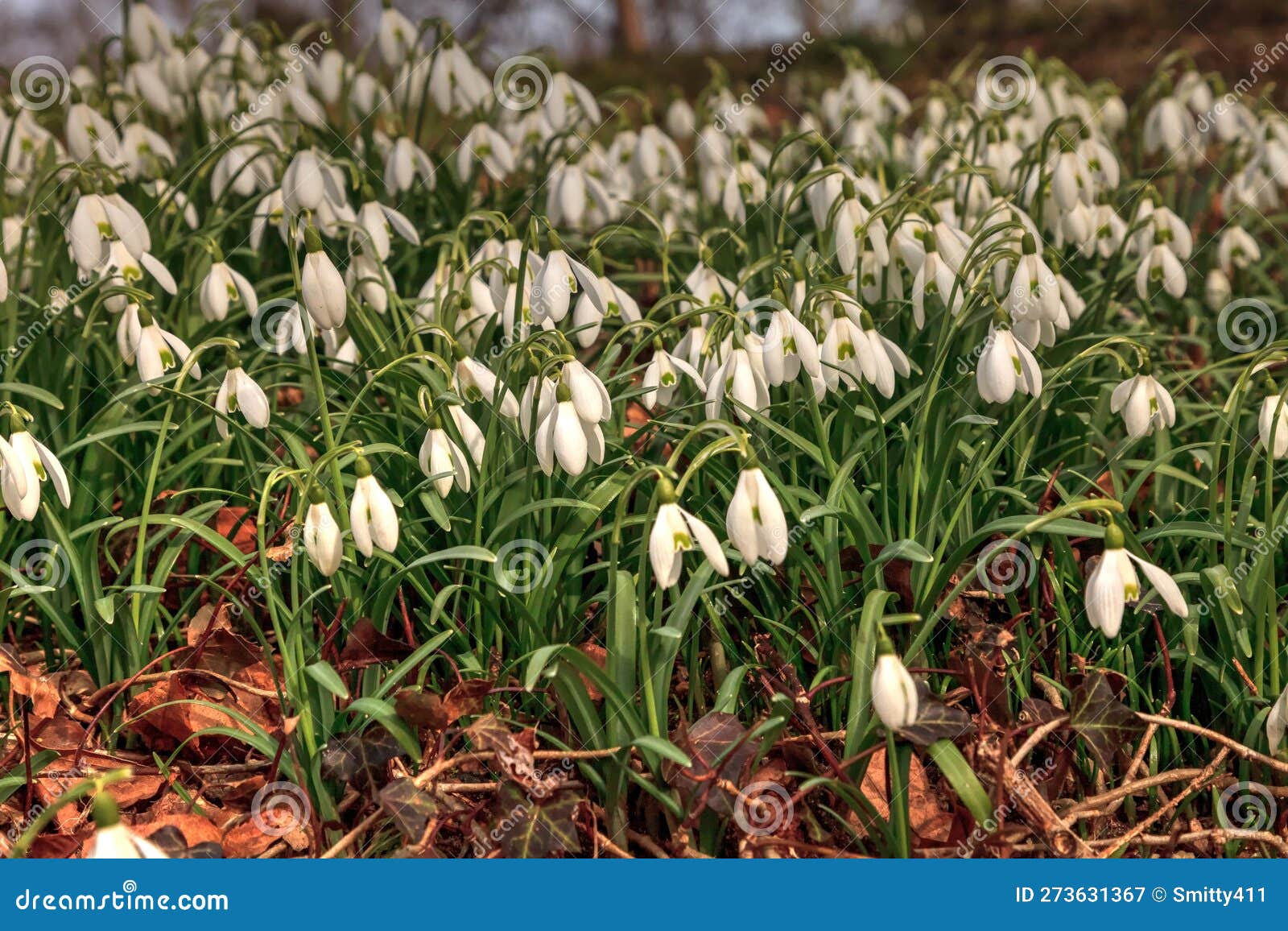 Snowdrop Flowers Bloom in Spring Time on Cape Cod, Massachusetts Stock