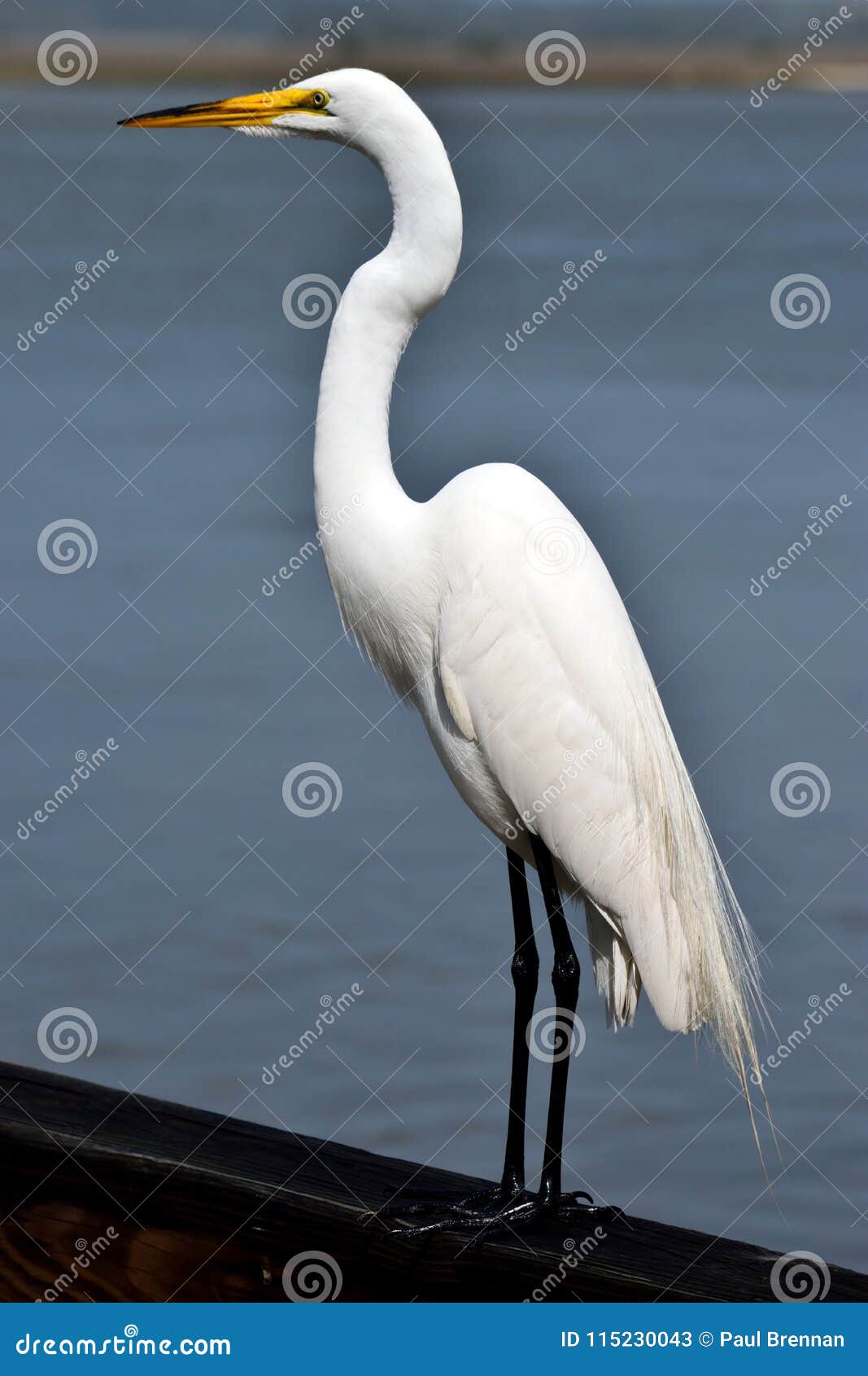 snowy egret in florida