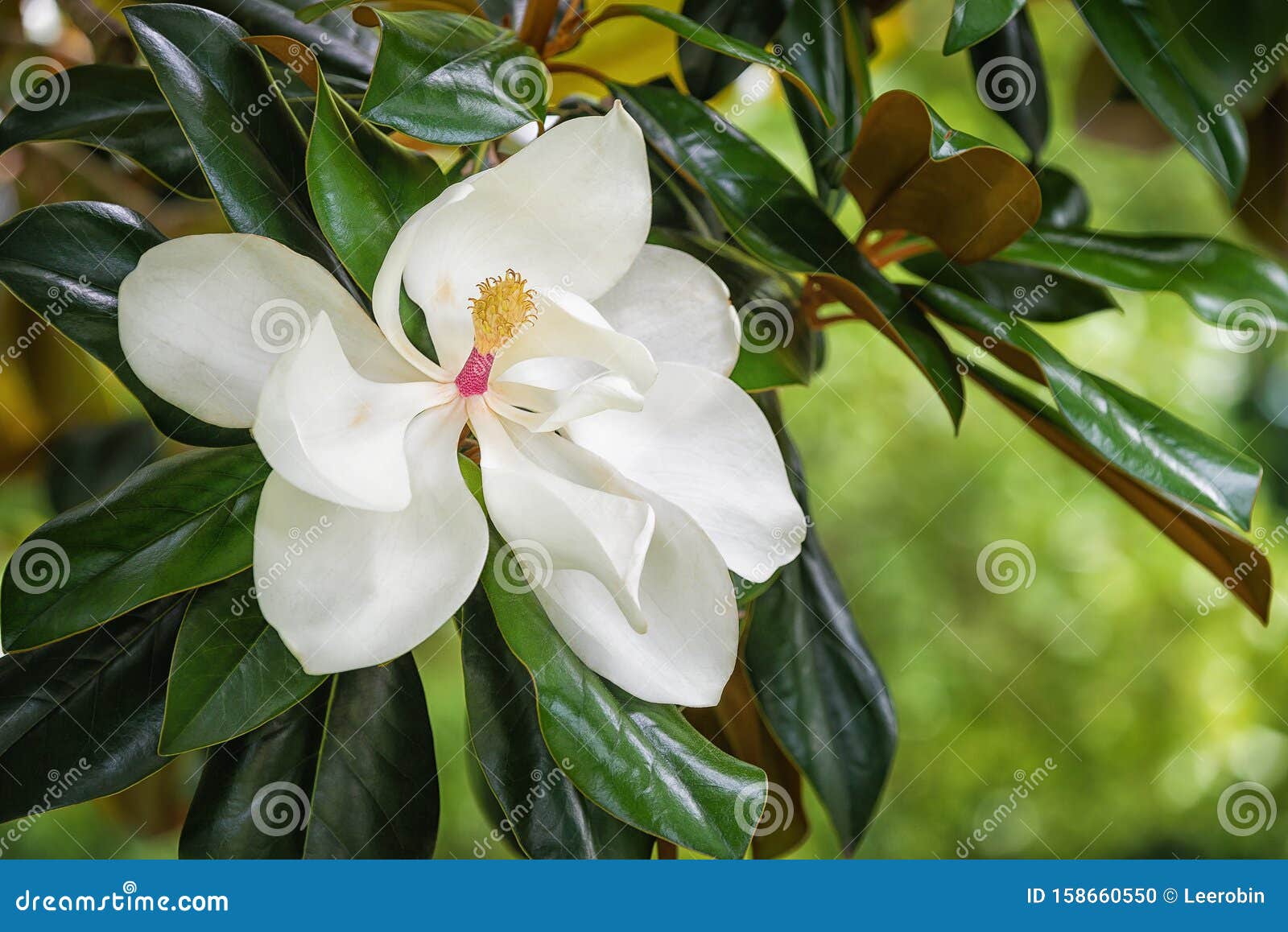 white southern magnolia flower blossom